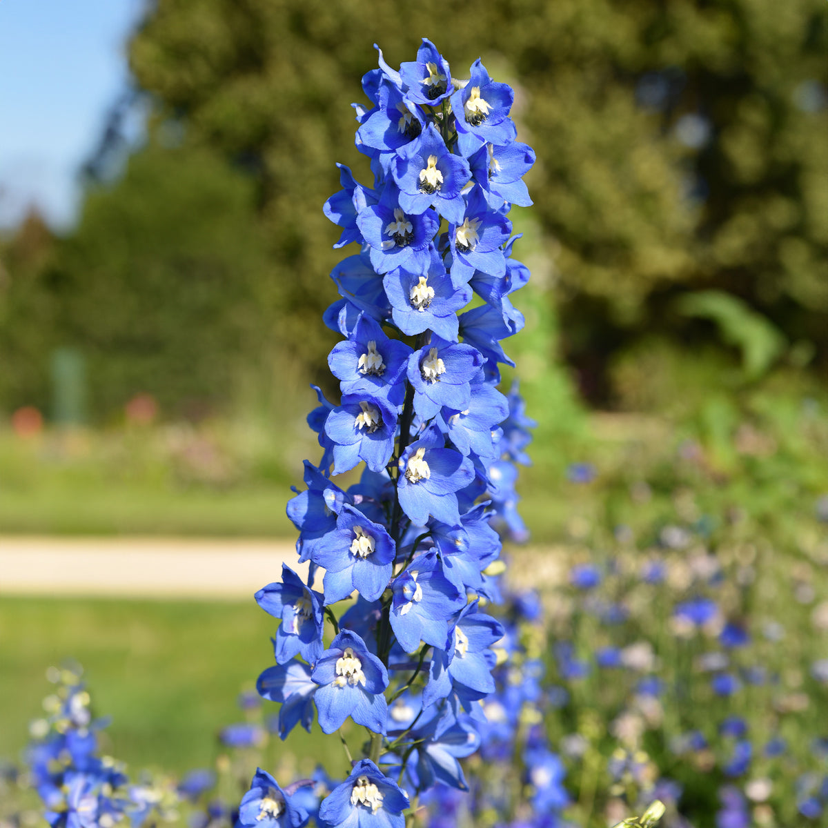 Blühende Pflanzen - Rittersporn- & Fackellilien-Kollektion (x8) - Delphinium Sky Blue, Kniphofia Sunningdale Gold