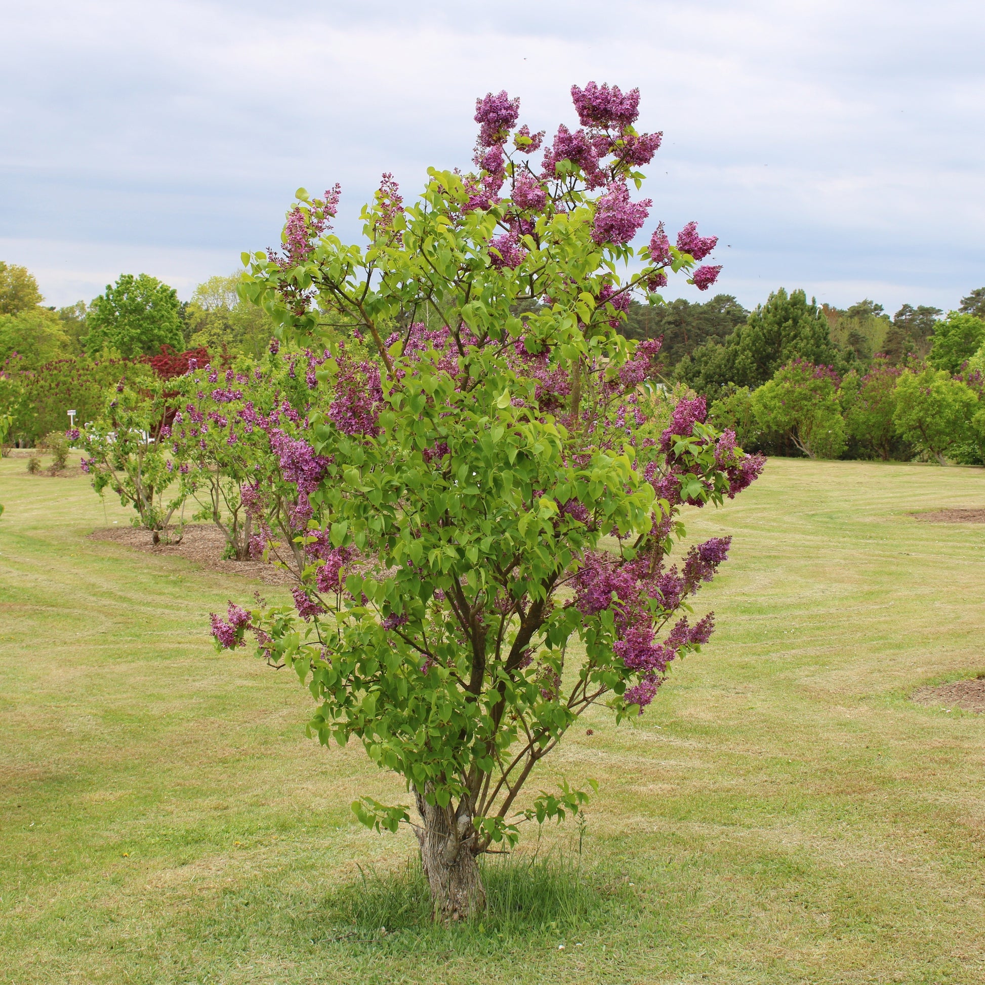 Doppelter roter Flieder - Syringa vulgaris Charles Joly - Bakker