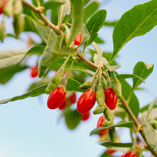 Gojibeere - Bakker