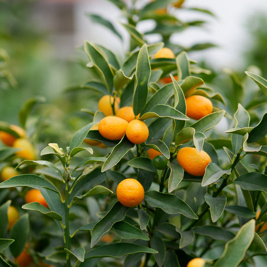 Kumquat - Fortunella margarita