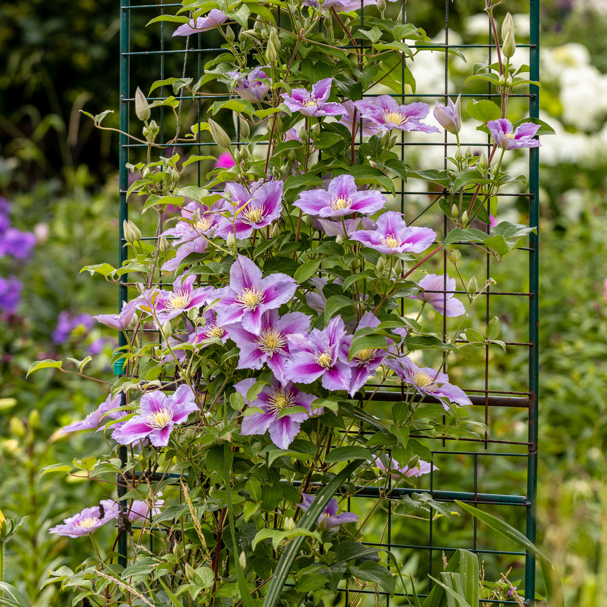 Kletterpflanzen Kollektion (x3) - Lonicera heckrottii American Beauty, Clematis patens Piilu, Parthenocissus tricuspidata Veitchii - Bakker