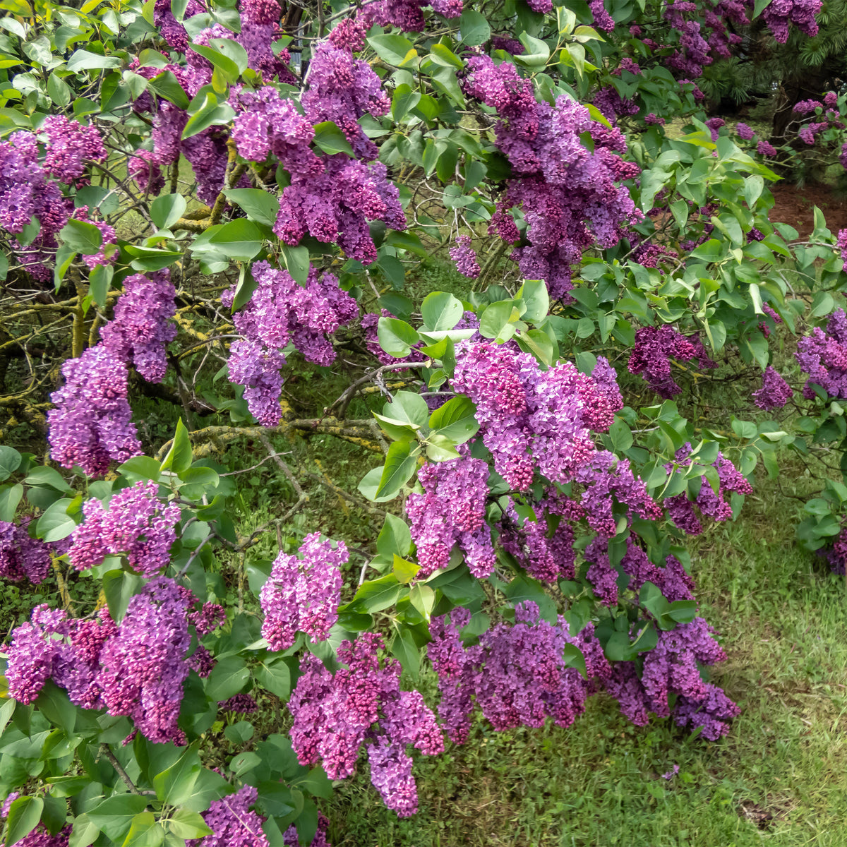 Hecken-Kollektion blühend & duftend (x12) - Syringa vulgaris, Forsythia x intermedia Spectabilis, Lonicera fragrantissima, Clethra alnifolia, Philadelphus virginal, Rosa rugosa - Bakker