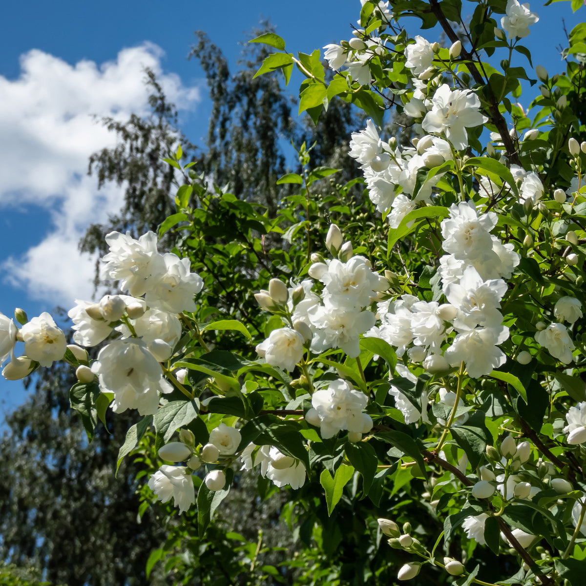 Syringa vulgaris, Forsythia x intermedia Spectabilis, Lonicera fragrantissima, Clethra alnifolia, Philadelphus virginal, Rosa rugosa - Hecken-Kollektion blühend & duftend (x12) - Heckensträucher