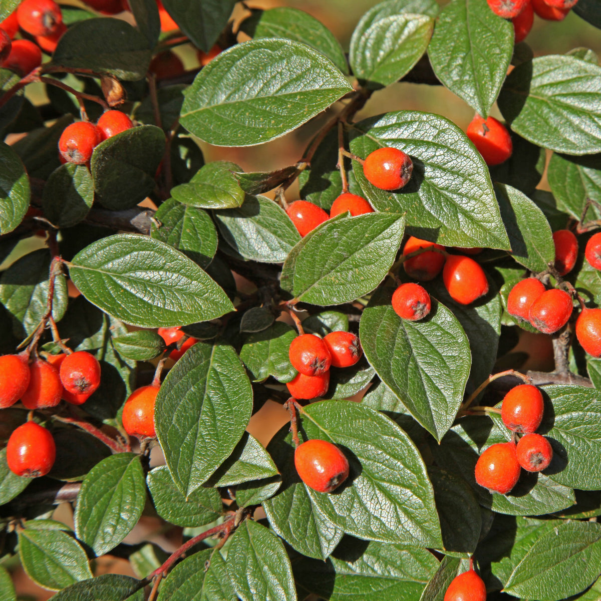 Vogelhecken-Kollektion - Cotoneaster franchetii, Amelanchier lamarckii, Euonymus europaeus, Symphoricarpos doorenbosii - Bakker