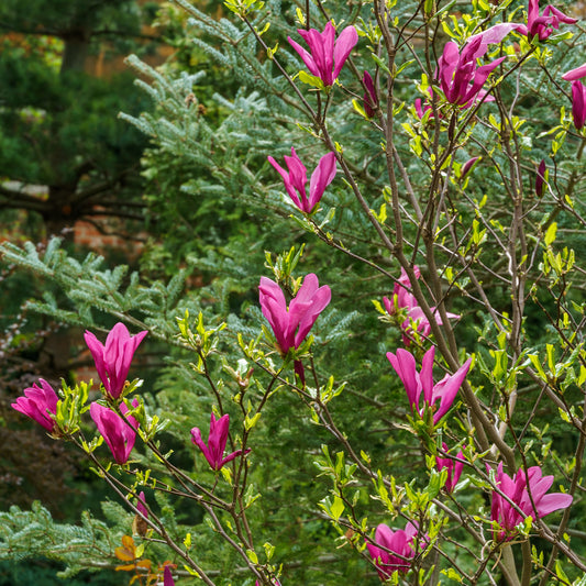 Magnolie Susan - Bakker