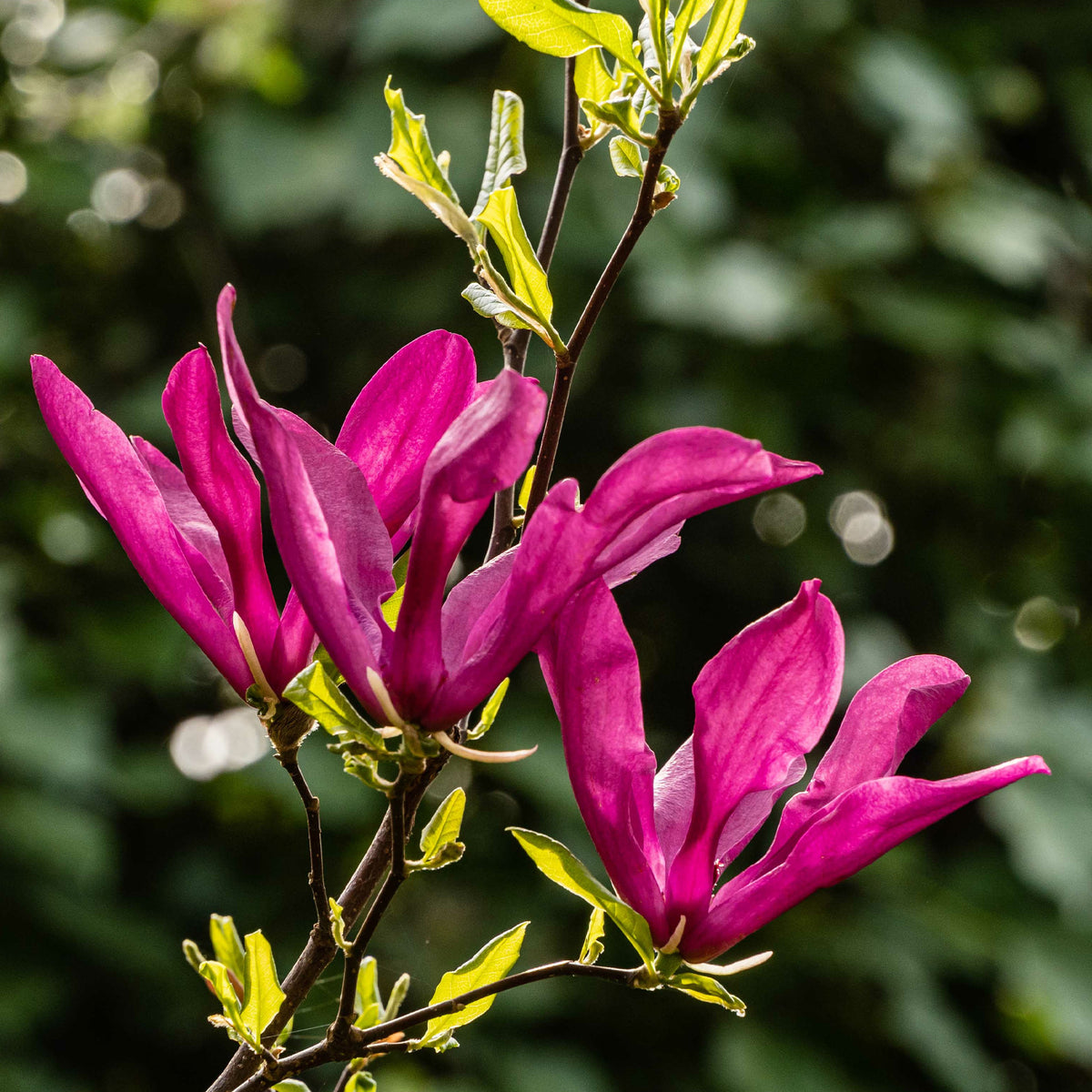 Magnolia Susan - Magnolie ‘Susan’ - Magnolien