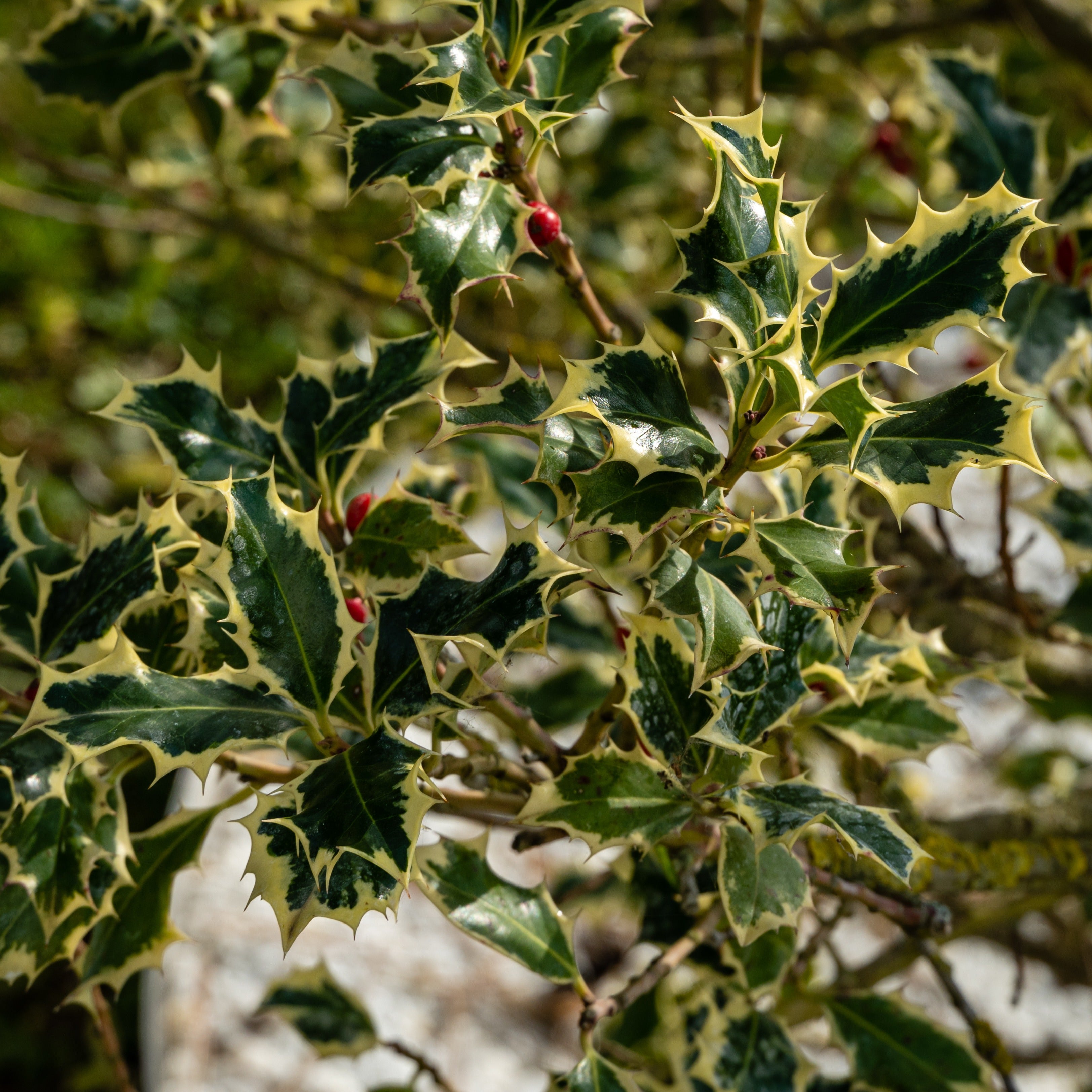 Silberbunte Stechpalme - Ilex aquifolium Argentea Marginata