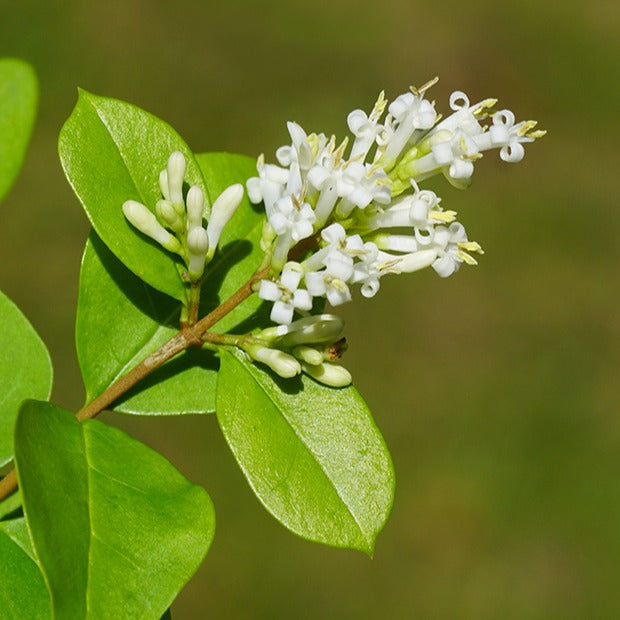 Ovalblättrige Liguster - Ligustrum ovalifolium