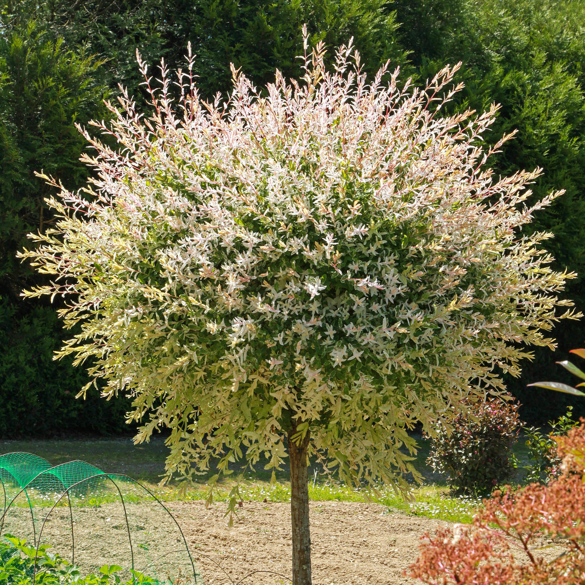 Weide - Harlekinweide auf Stamm - Salix integra Hakuro Nishiki
