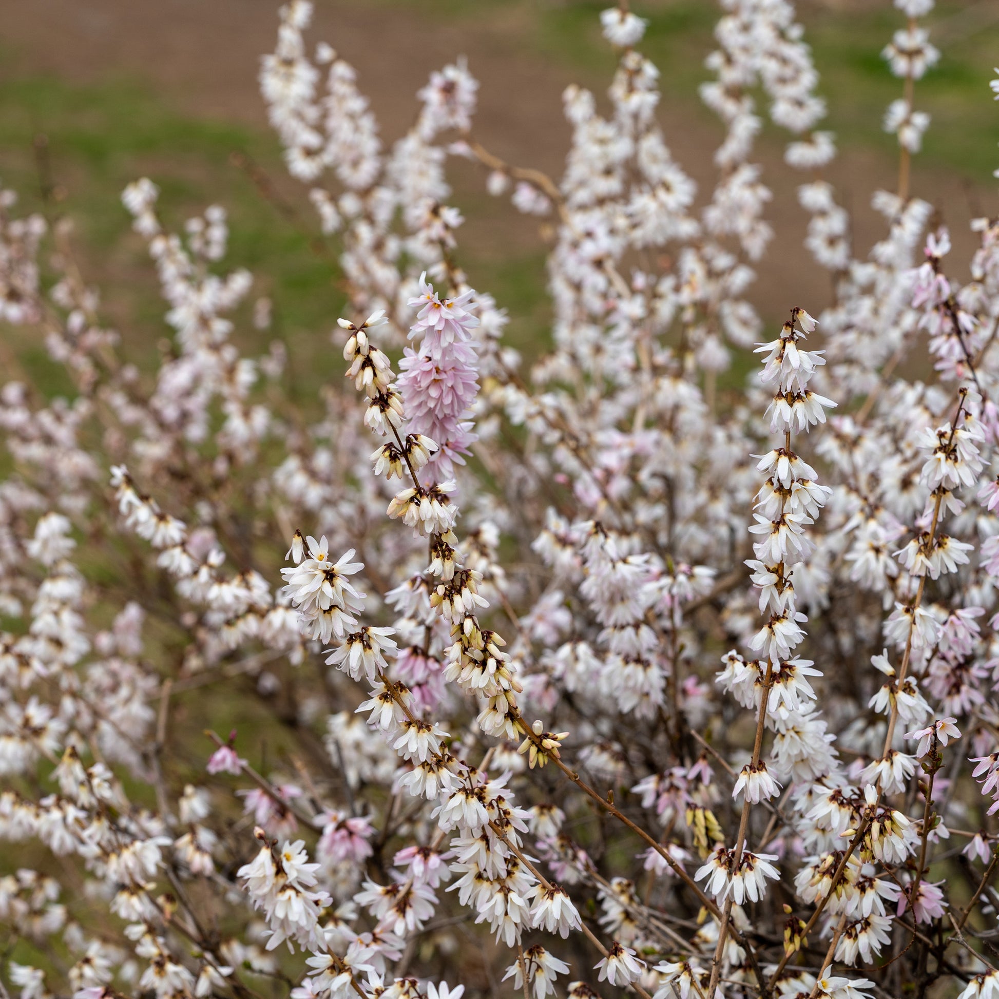 Forsythien weiß + rosa - Abeliophyllum distichum - Bakker