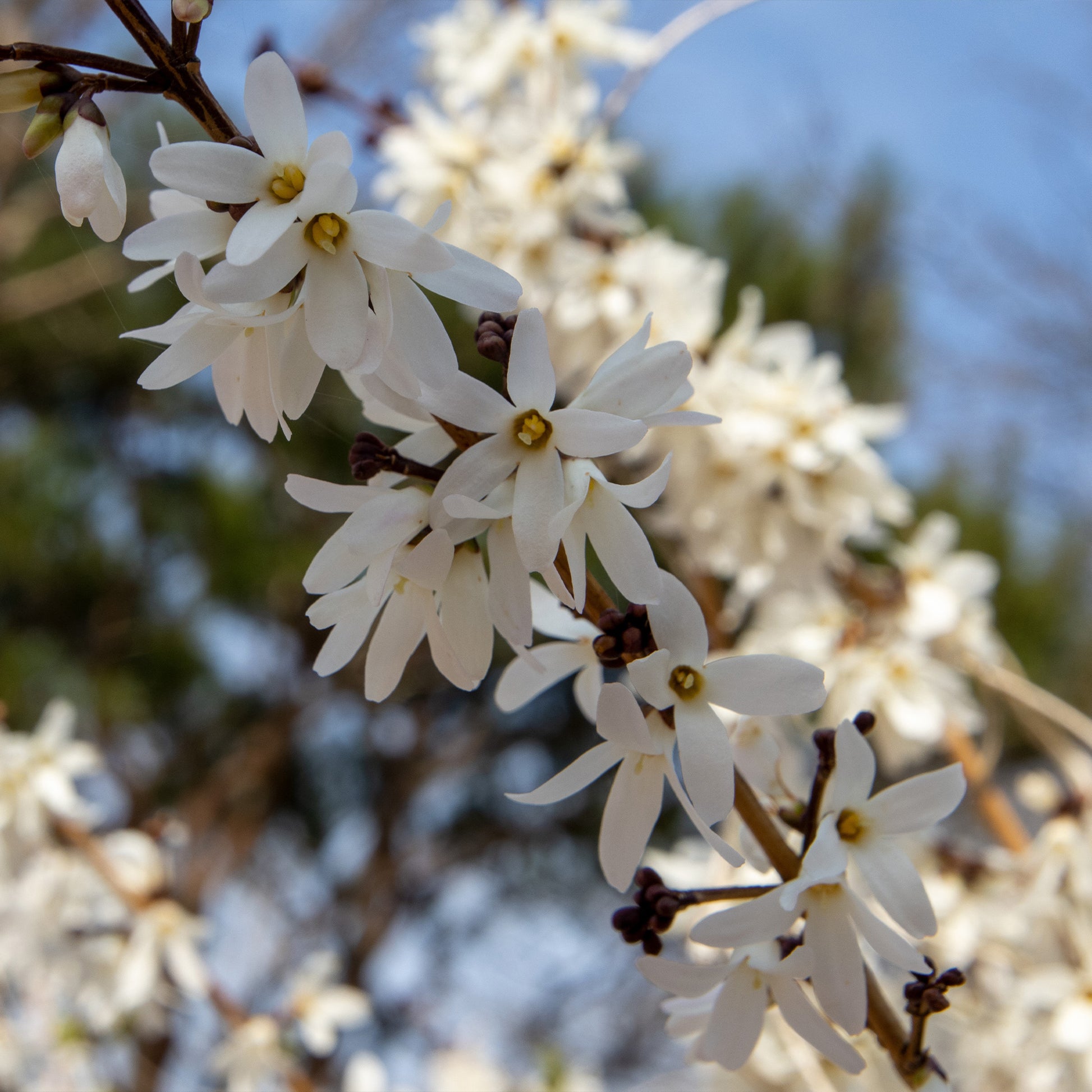 Sträucher - Forsythien weiß + rosa - Abeliophyllum distichum
