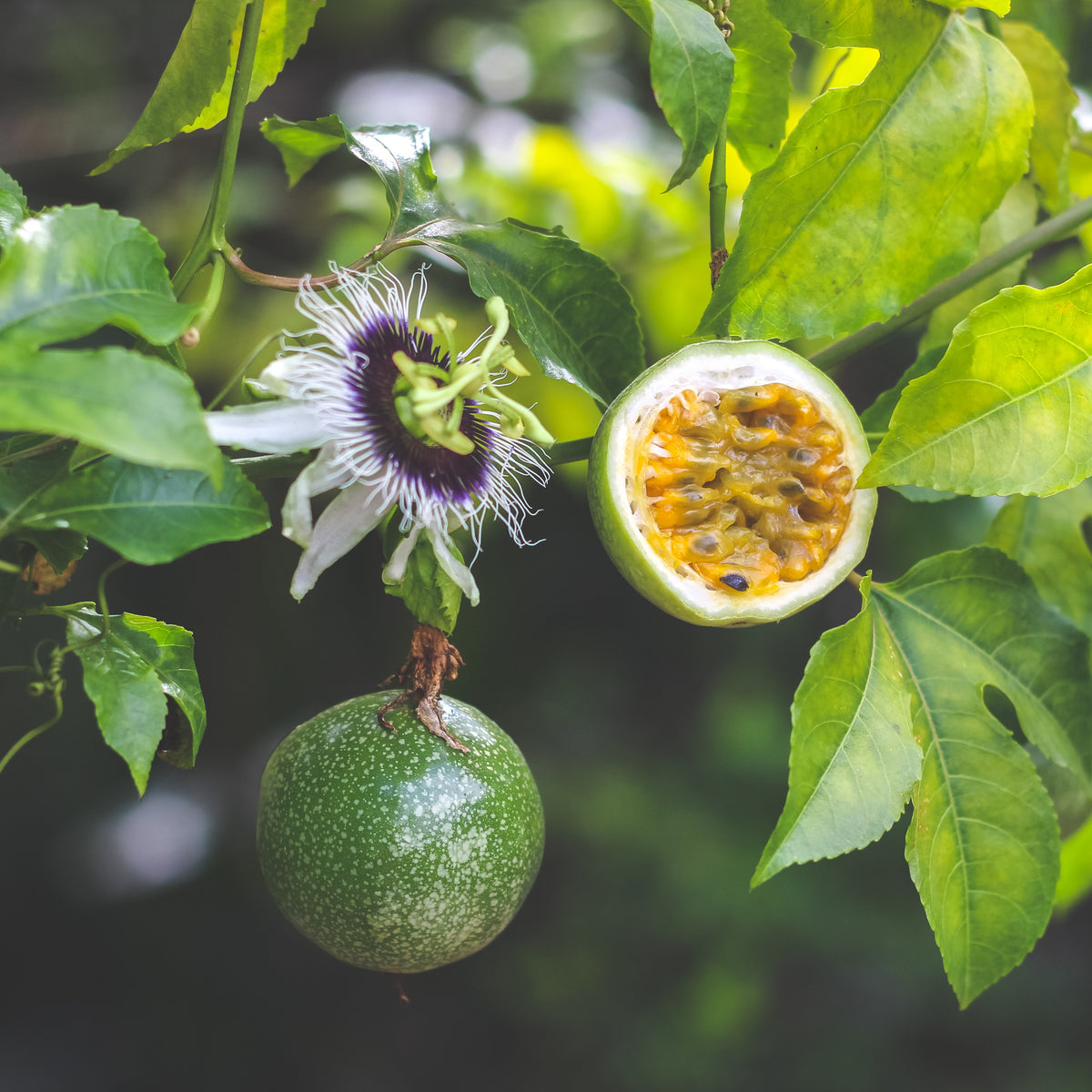 Passiflora edulis frederick - Passionsfrucht Frederick - Kletterobstbäume