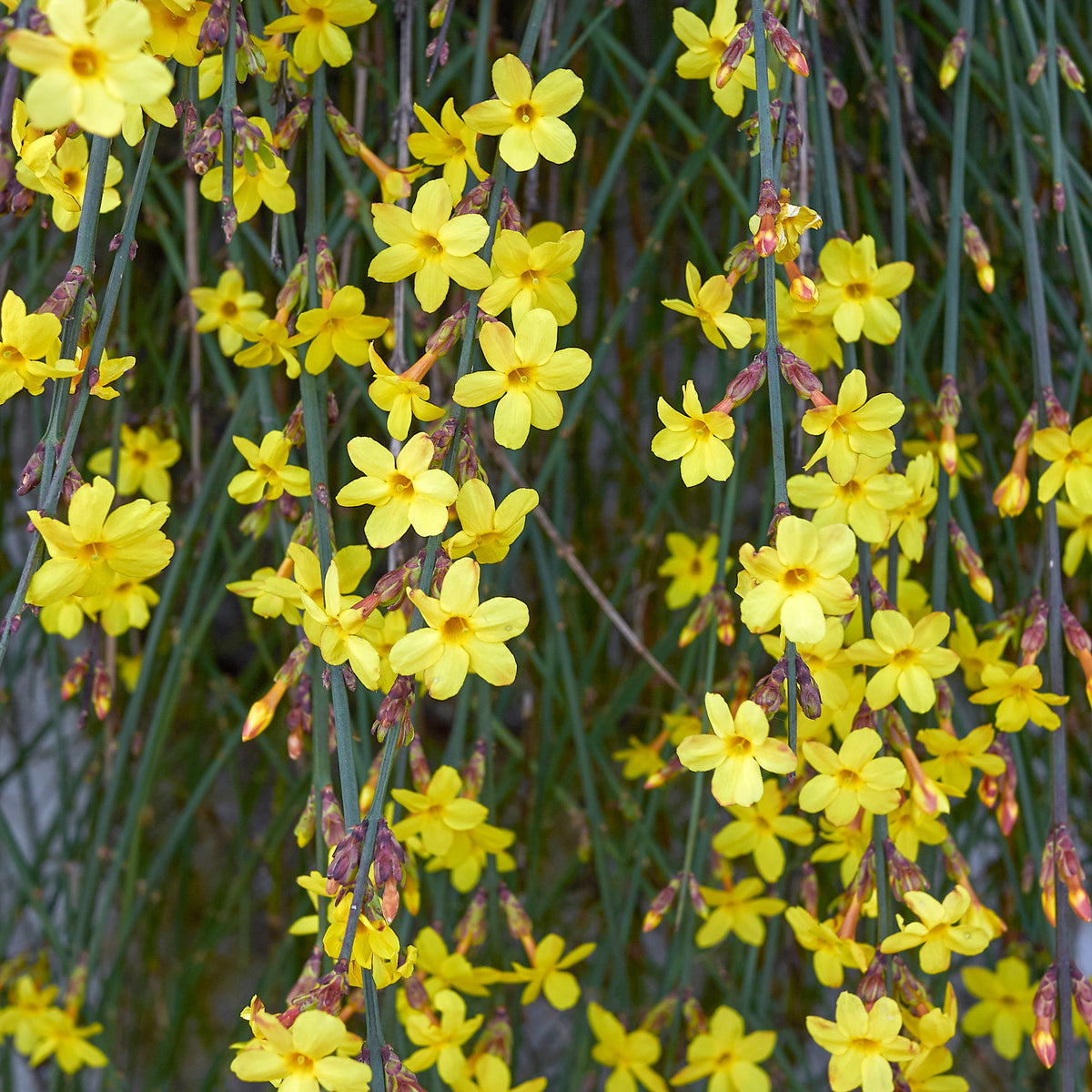 Jasminum nudiflorum - Winterjasmin - Kletterpflanzen