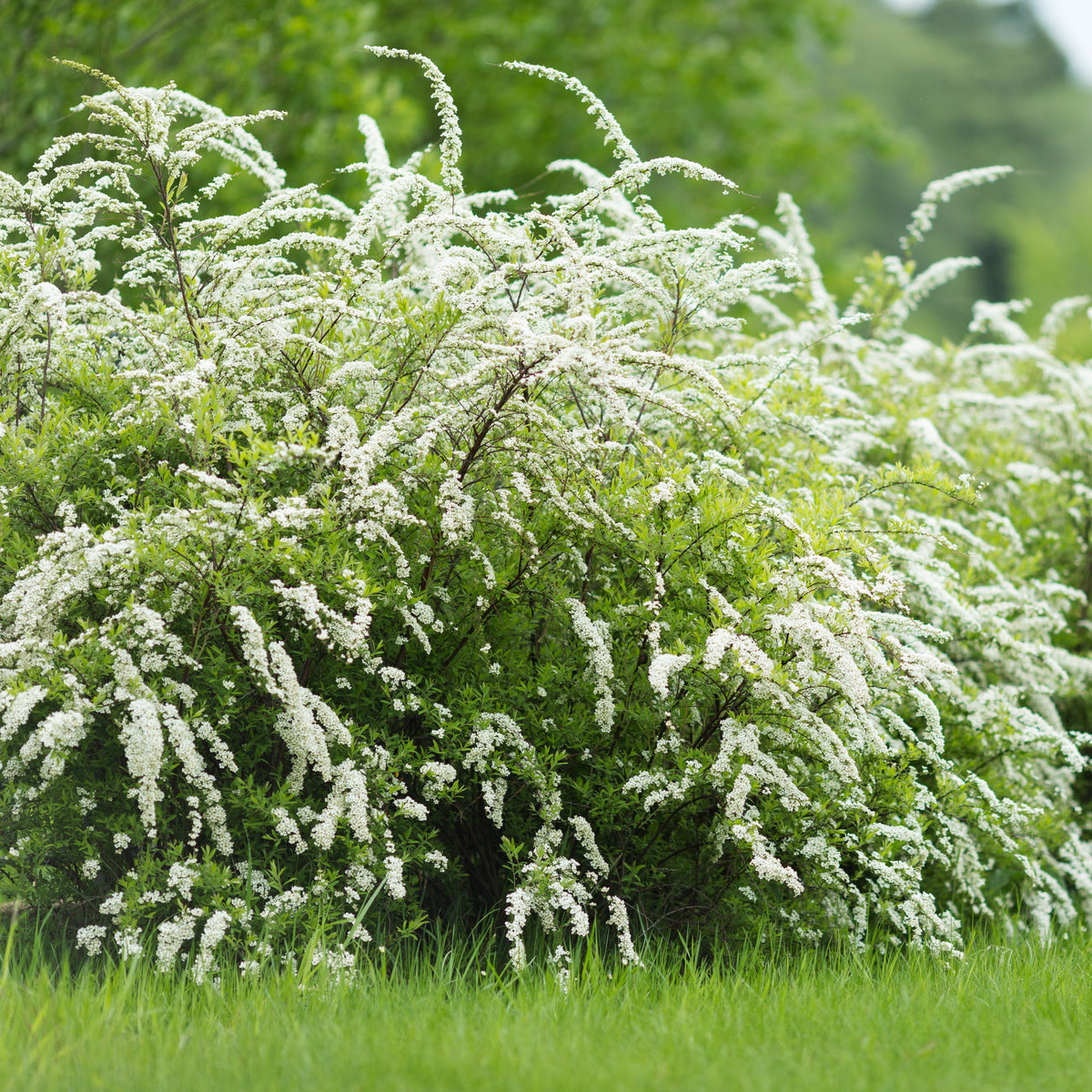 Spiraea - Spierstrauch 'Grefsheim' - Spiraea cinerea Grefsheim