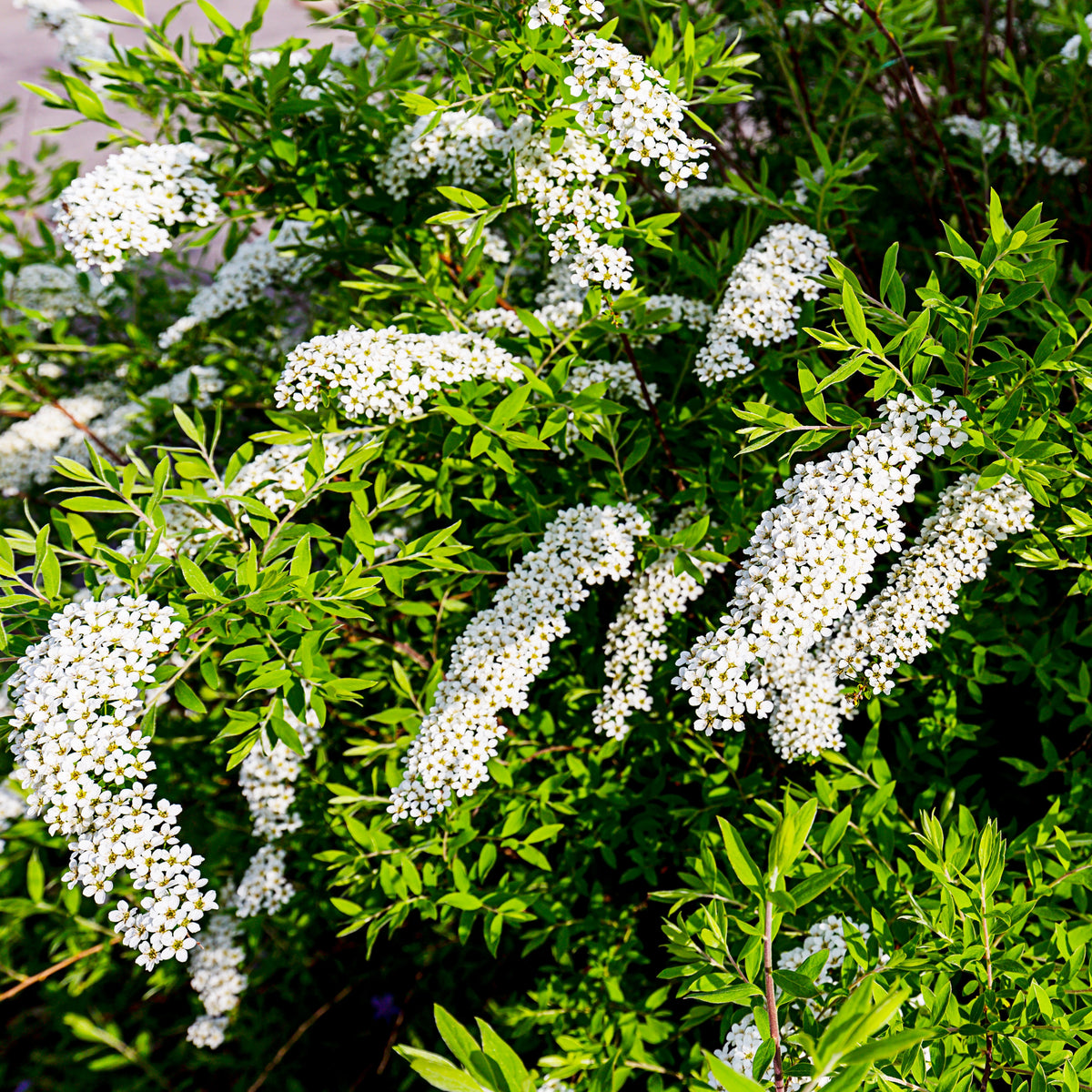 Spiraea cinerea Grefsheim - Spierstrauch 'Grefsheim' - Spiraea
