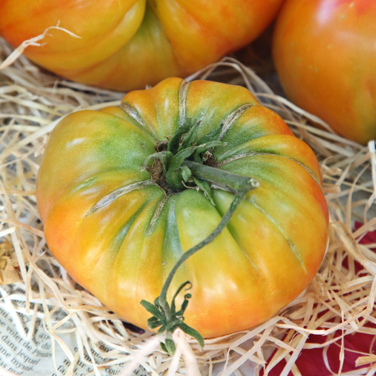 Fleischtomate Ananas - Solanum lycopersicum ananas - Bakker