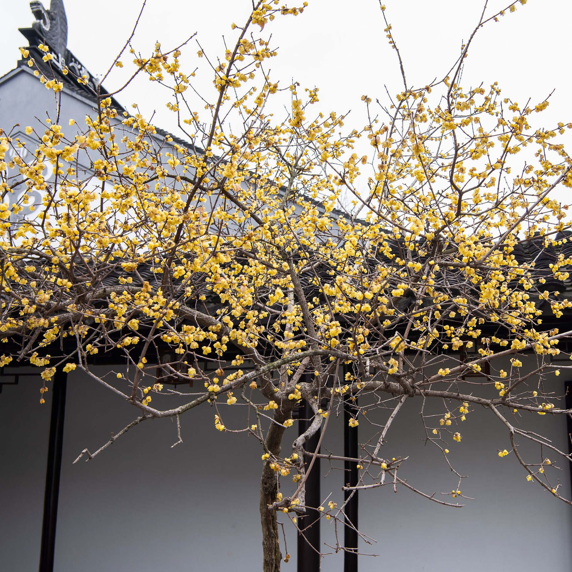 Winterblüte - Chimonanthus praecox - Bakker