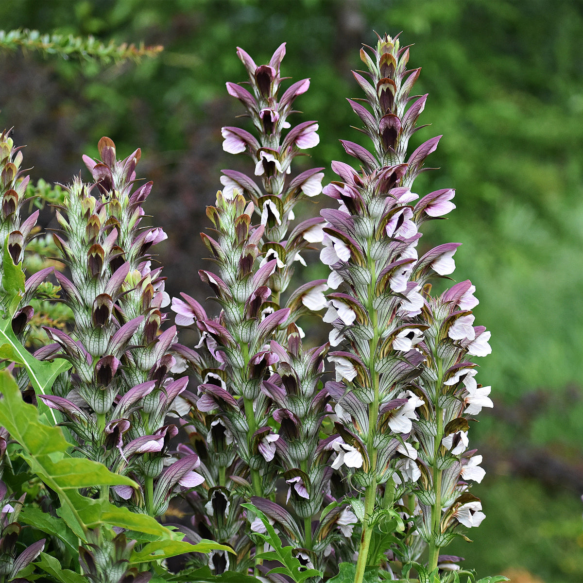 Acanthus mollis, Heliopsis scabra, Aconitum napellus, Phlox paniculata, Hemrocallis Samy Russel, Lychnis viscaria, Anaphalis triplinervis, Campanula carpatica - Sommerblumenbeet – Staudenmix (18 Pflanzen) - Akanthus