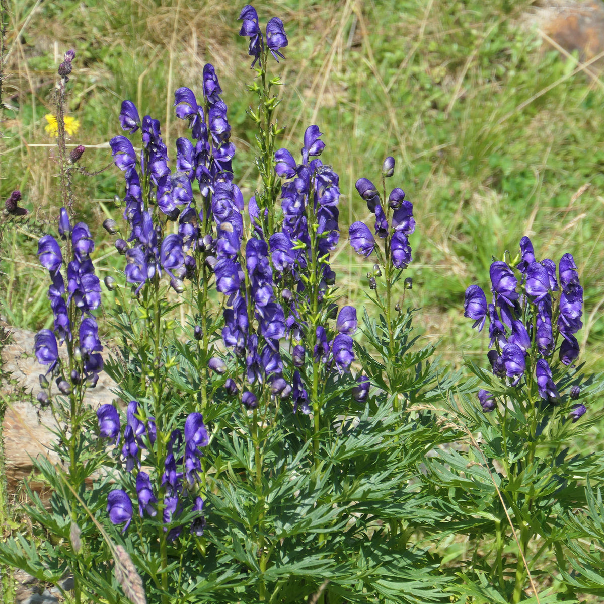 Verkauf Sommerblumenbeet – Staudenmix (18 Pflanzen) - Acanthus mollis, Heliopsis scabra, Aconitum napellus, Phlox paniculata, Hemrocallis Samy Russel, Lychnis viscaria, Anaphalis triplinervis, Campanula carpatica