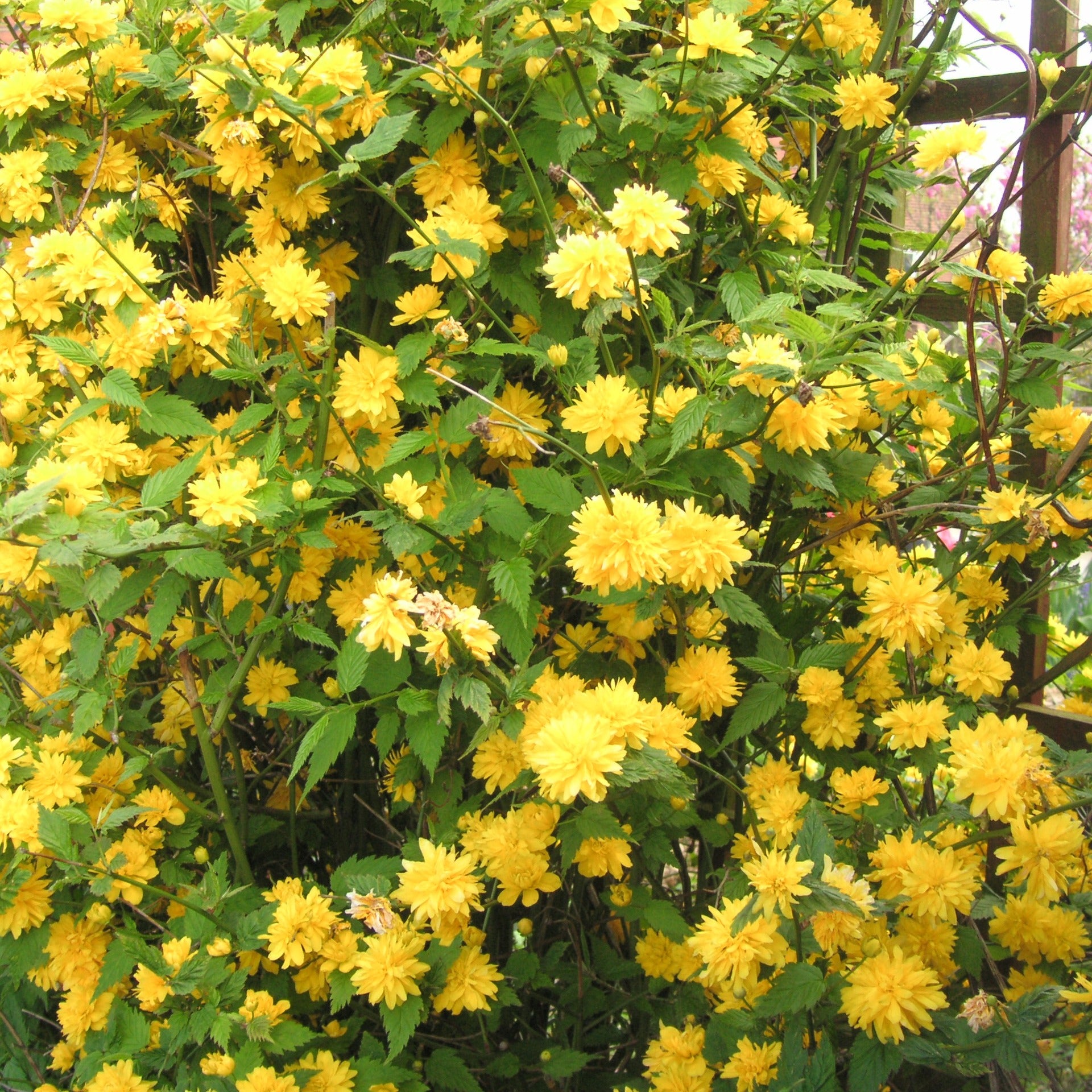 Gefüllter Ranunkelstrauch Pleniflora - Kerria japonica pleniflora