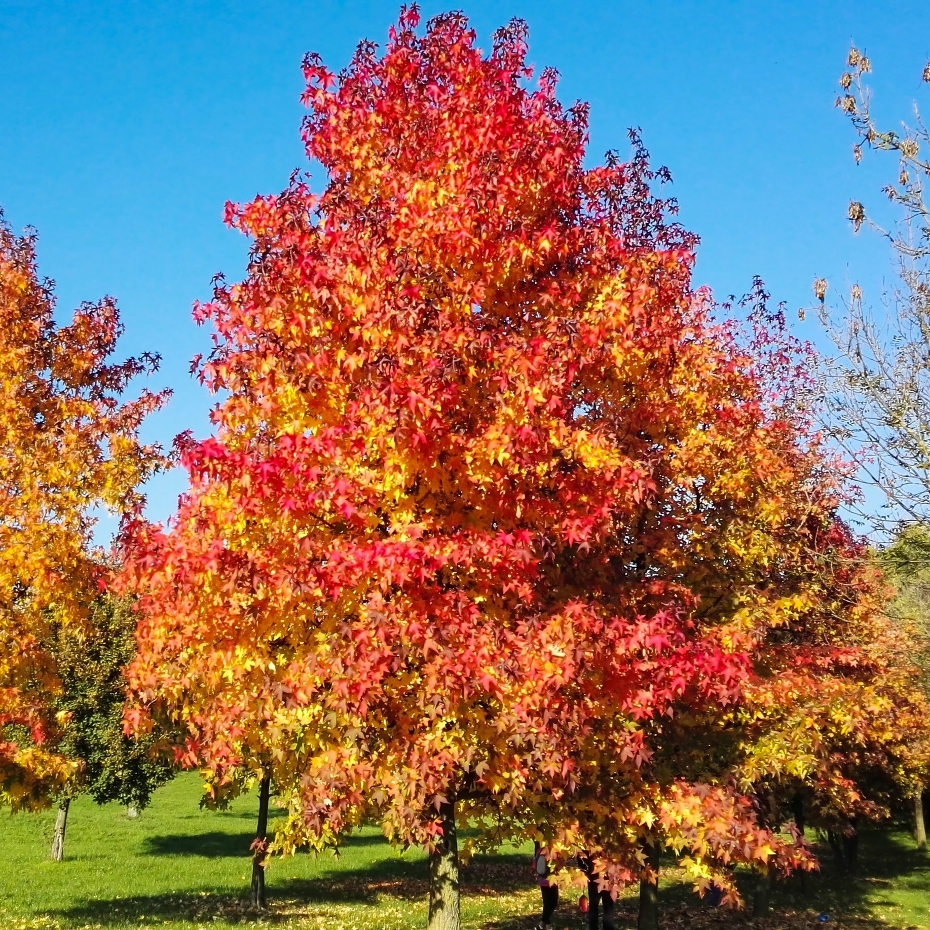 amerikanischer amberbaum bonsai Amberbaum - Liquidambar styraciflua