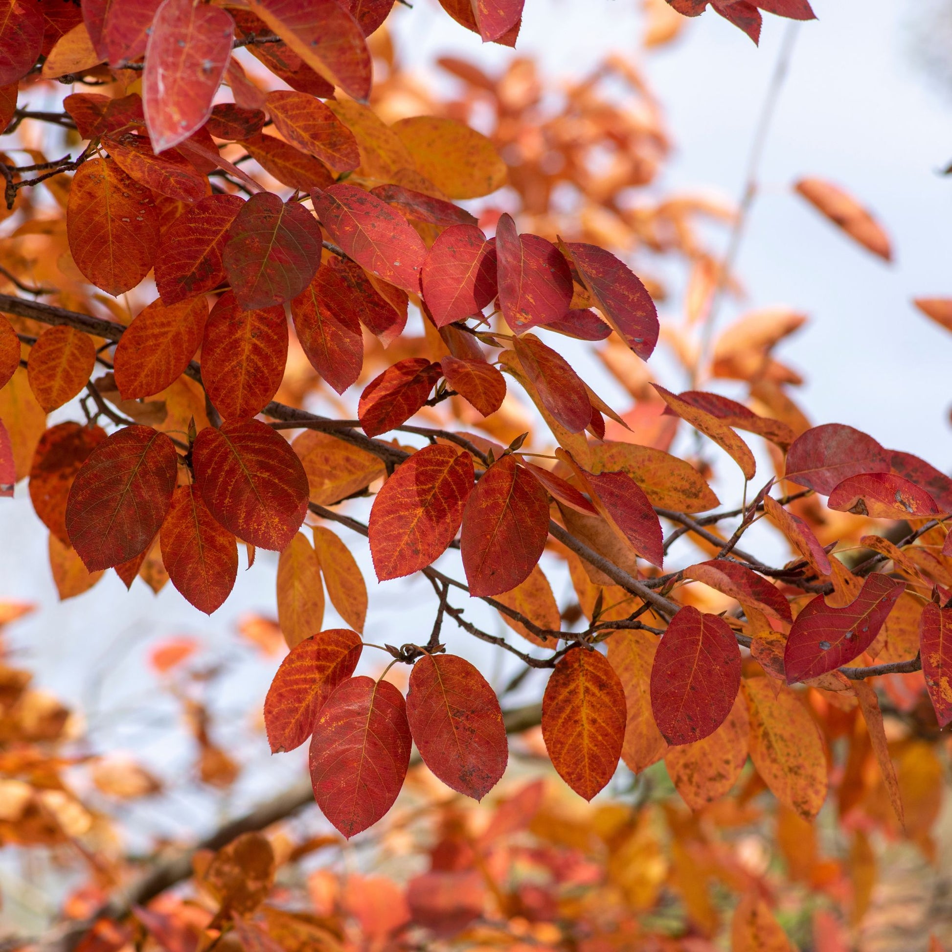 Amelanchier lamarckii - Kupfer-Felsenbirne - Blühende Sträucher
