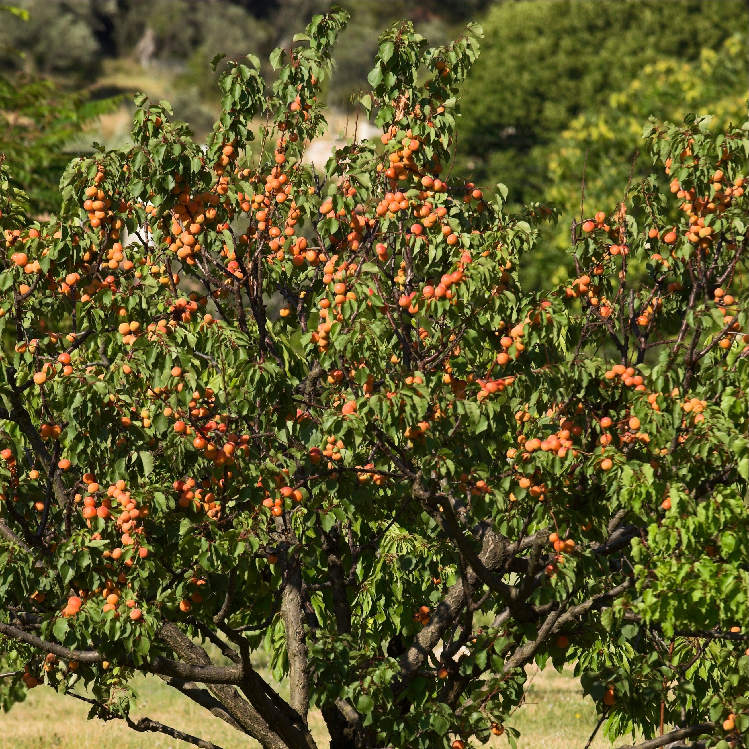 Aprikosenbaum – Bergeron