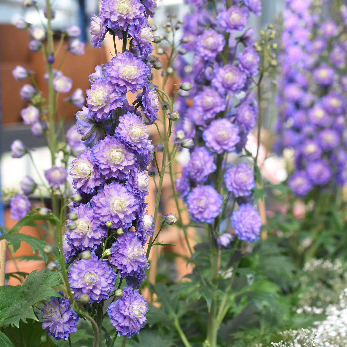 Delphinium Highlander® Bolero - Rittersporn Highlander® Bolero - Delphinium