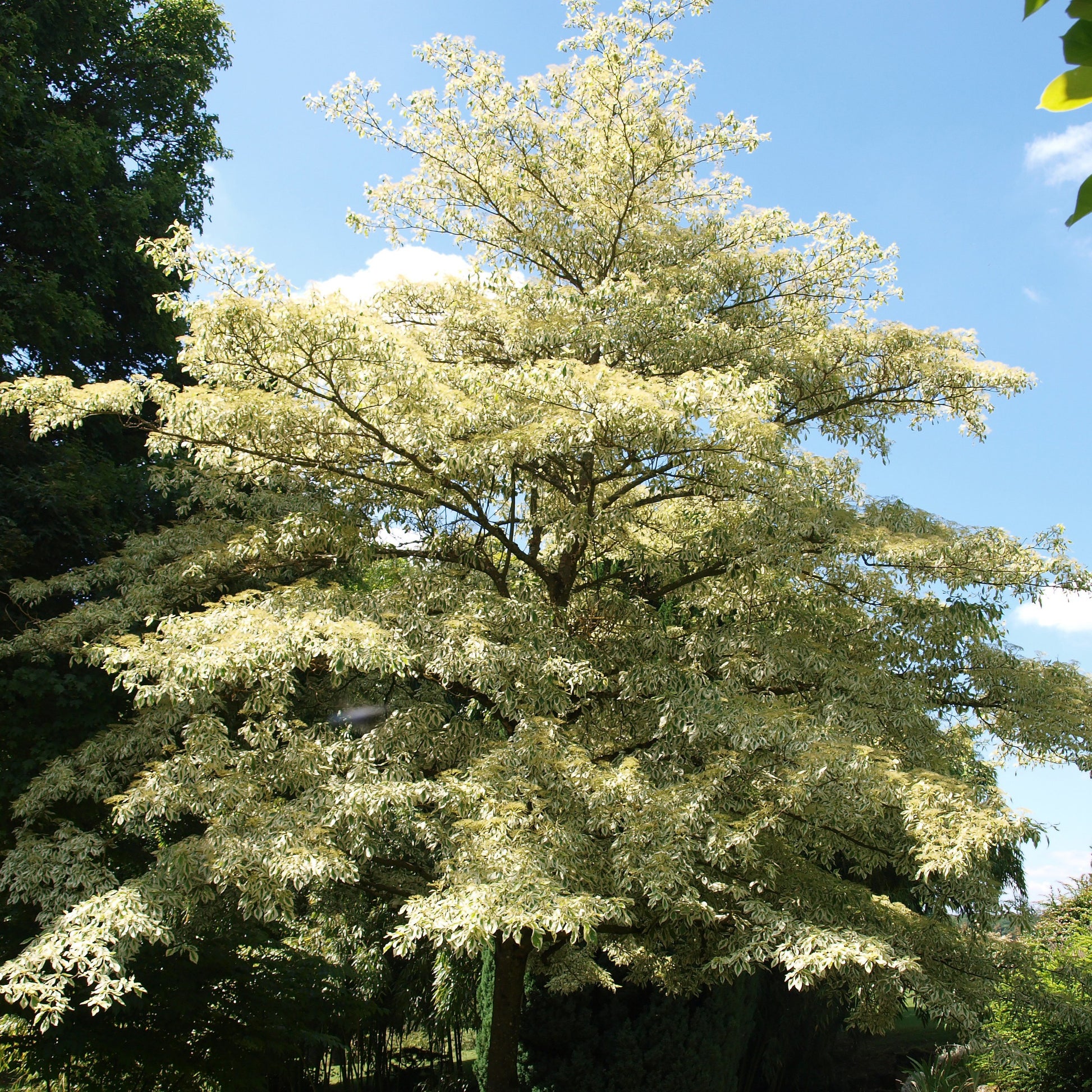 Hoher Weißbunter Pagodenhartriegel - Cornus controversa variegata - Bakker