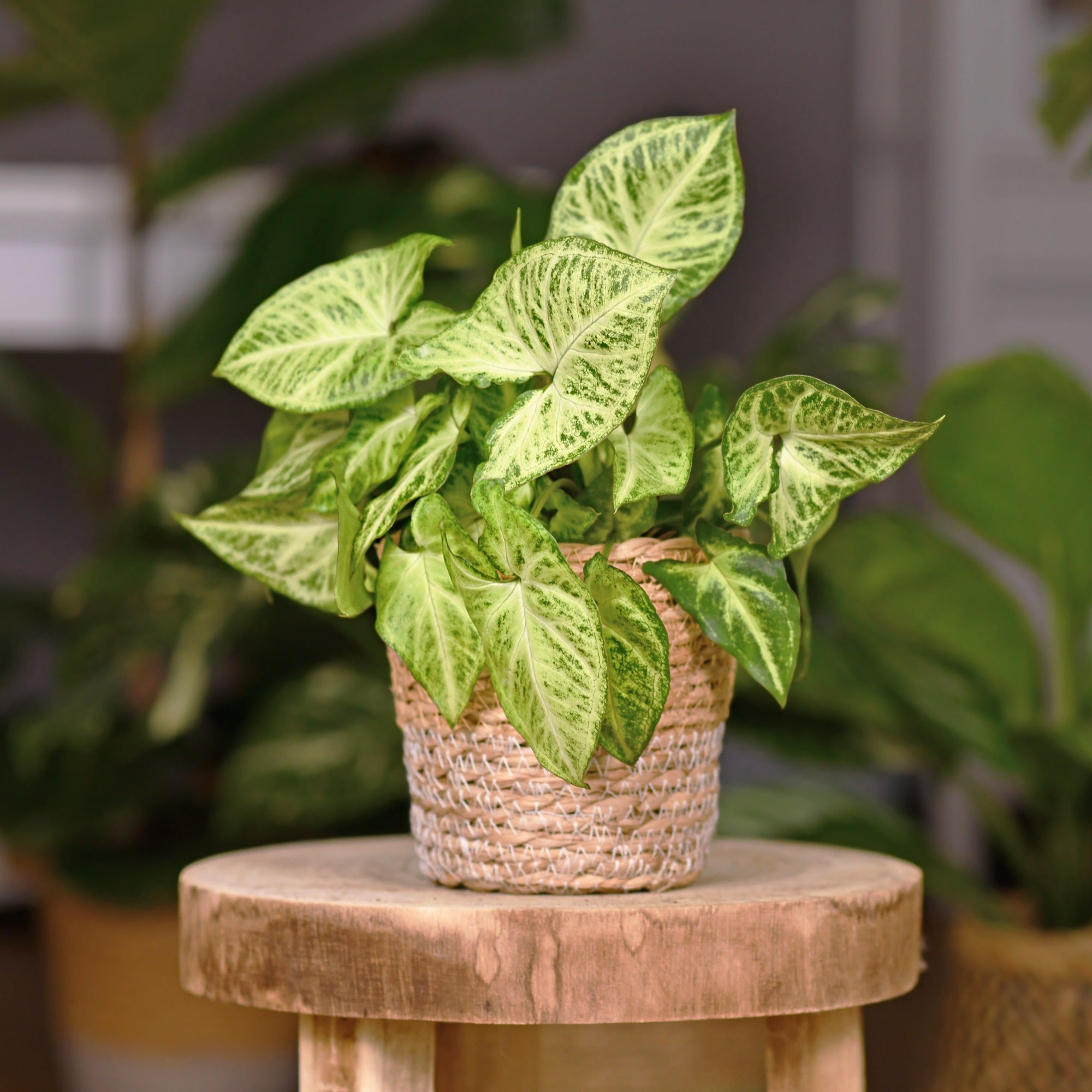 Syngonium podophyllum Arrow - Syngonium podophyllum arrow