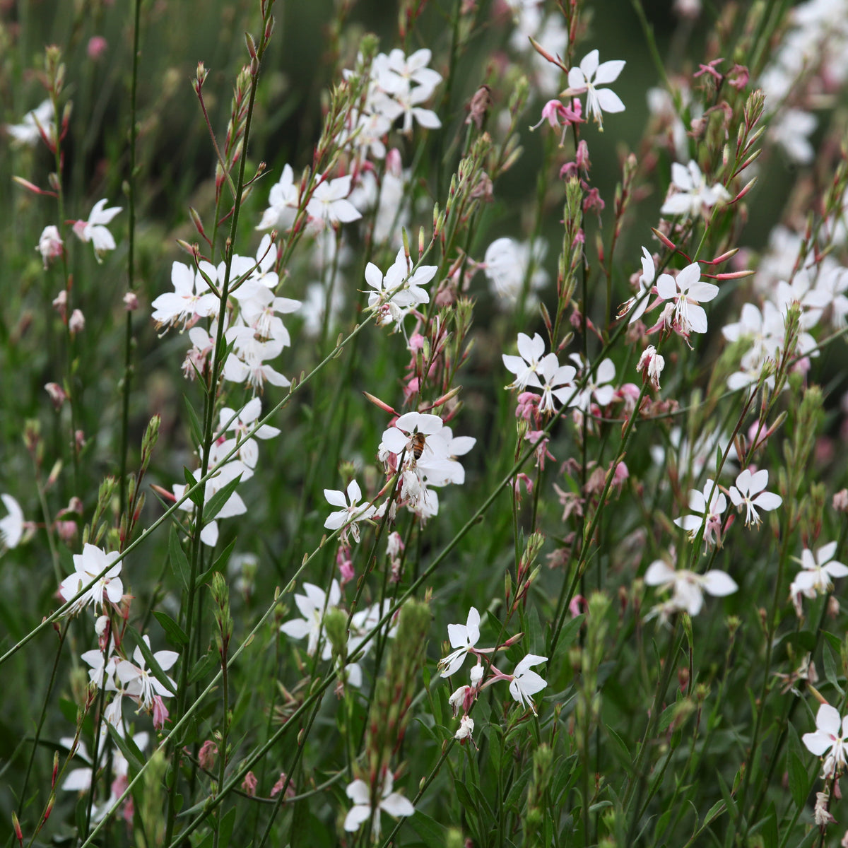 Stauden - Stauden-Kollektion mit besonderen Blättern (x7) - Carex oshimensis Evergreen, Sedum Blue Pearl, Imperata cylindrica Red Baron, Gaura lindheimeri Whirling Butterflies