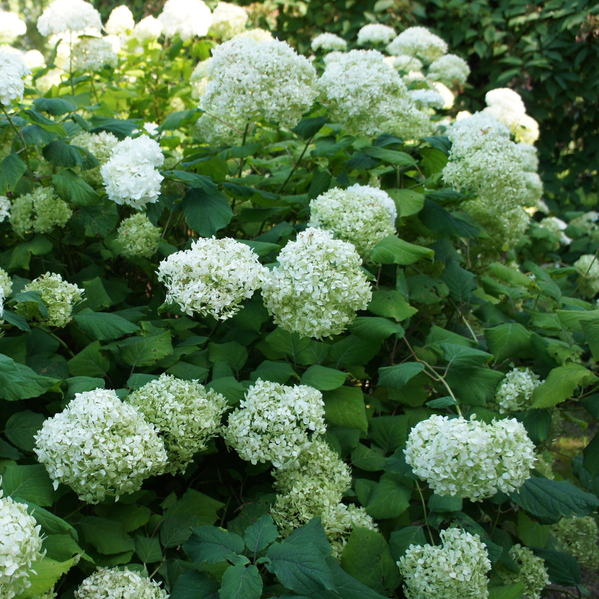 Hortensie 'Annabelle' - Hydrangea arborescens Annabelle - Bakker