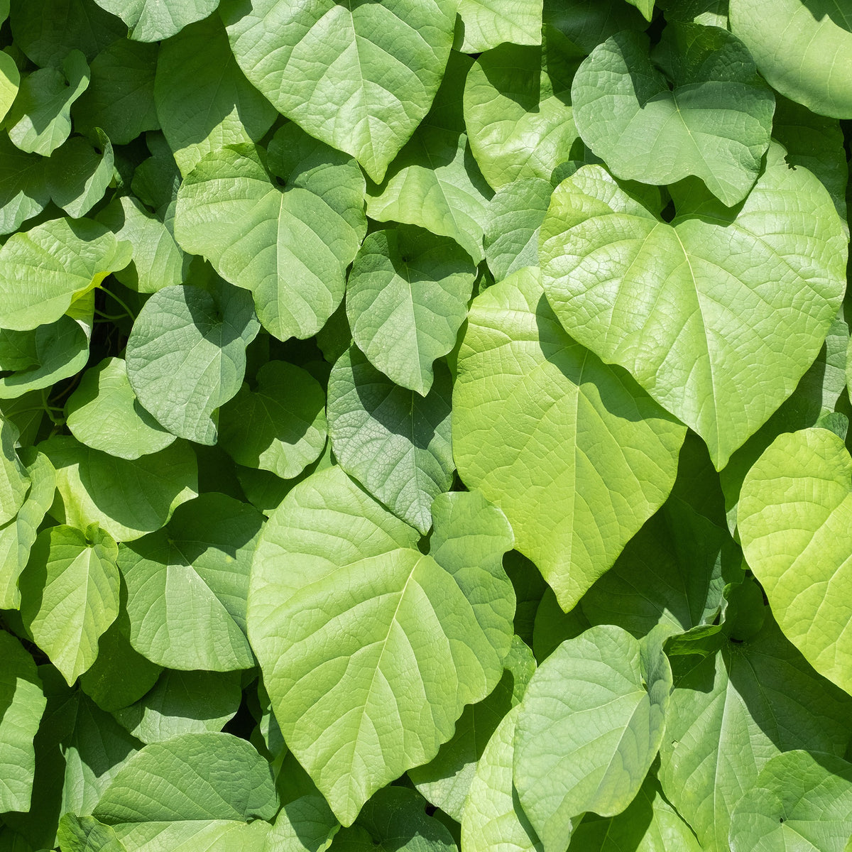 Verkauf Pfeifenblume - Aristolochia macrophylla