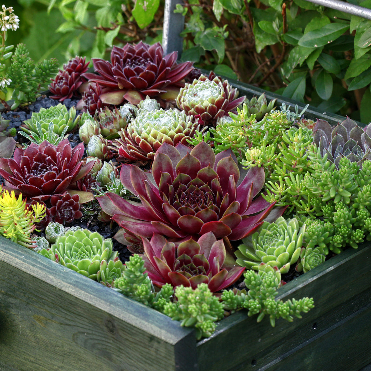 Sempervivum - Hauswurz Mischung (x6) - Sempervivum - Hauswurz