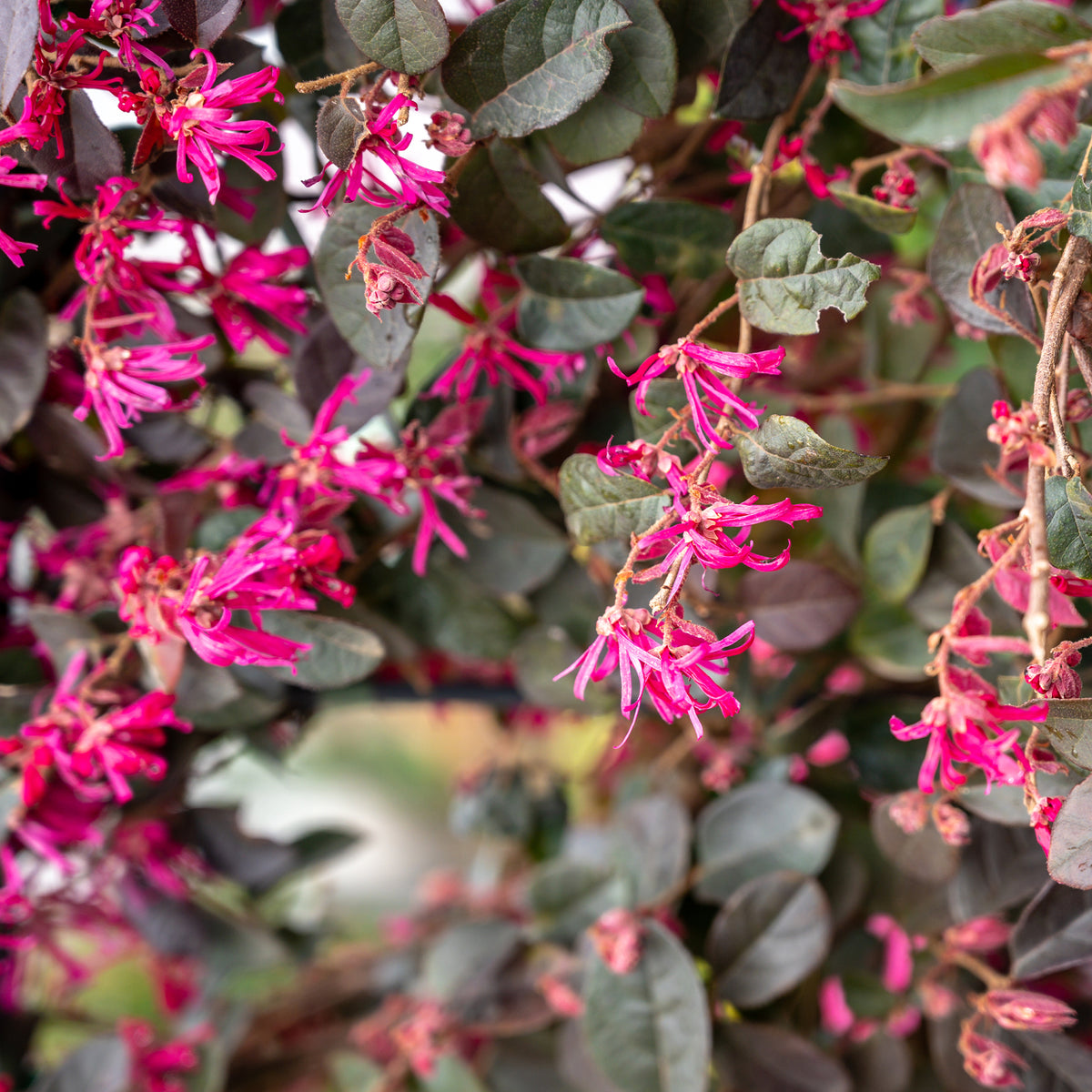 Loropetalum chinense Black Pearl - Riemenblüte Black Pearl - Balkonblumen