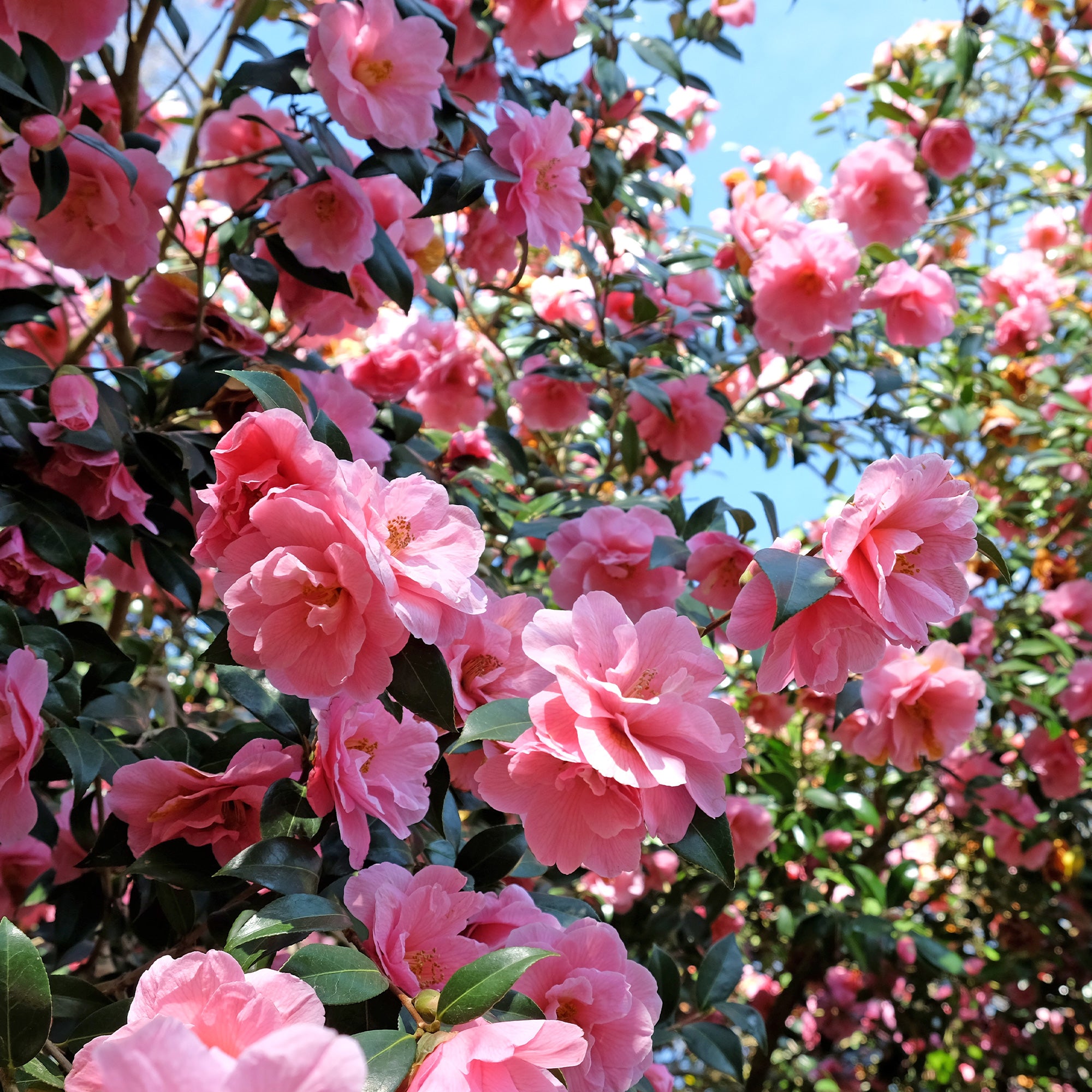 Japanische Kamelie ‘Mathotiana Rosea’