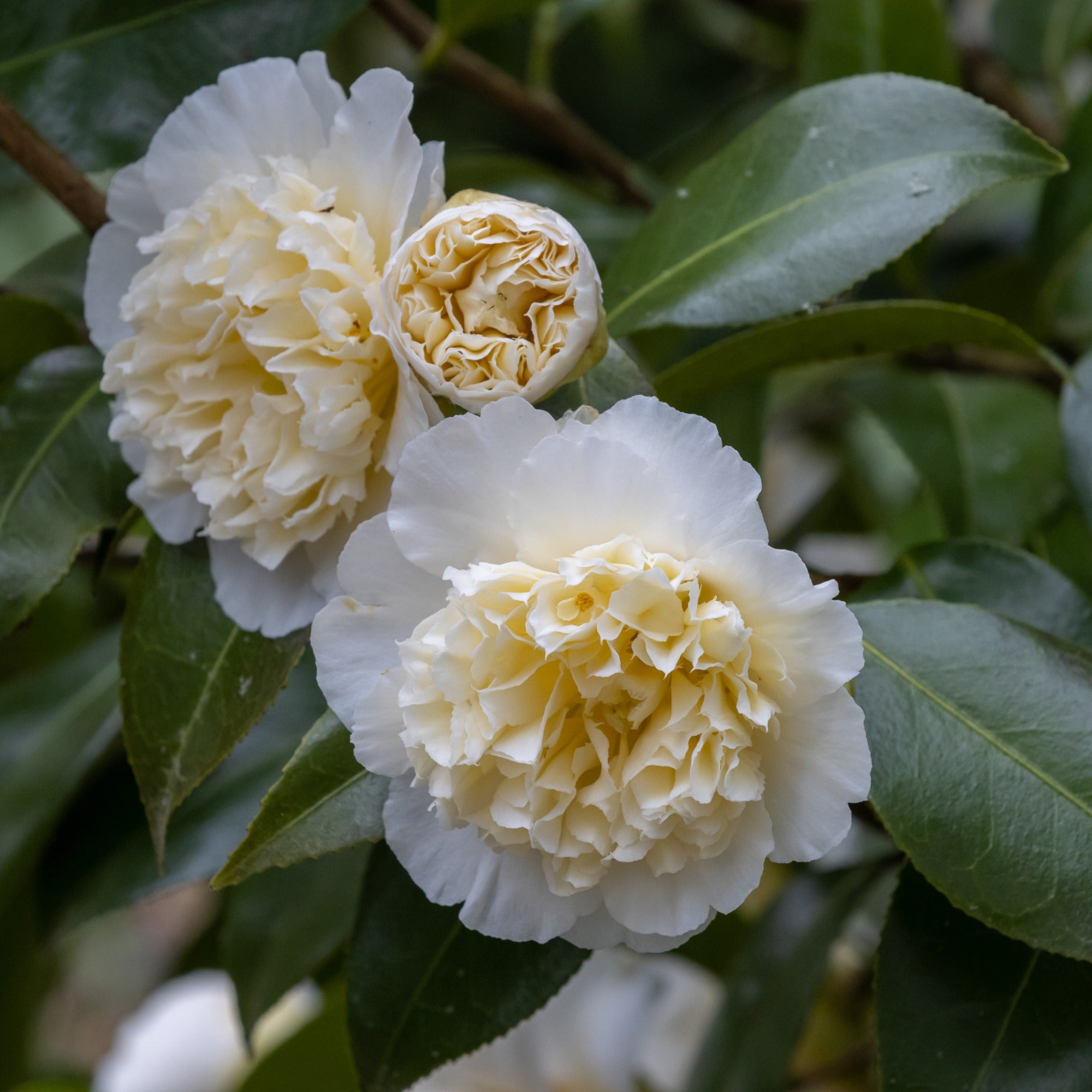 Japanische Kamelie ‘Brushfields Yellow’