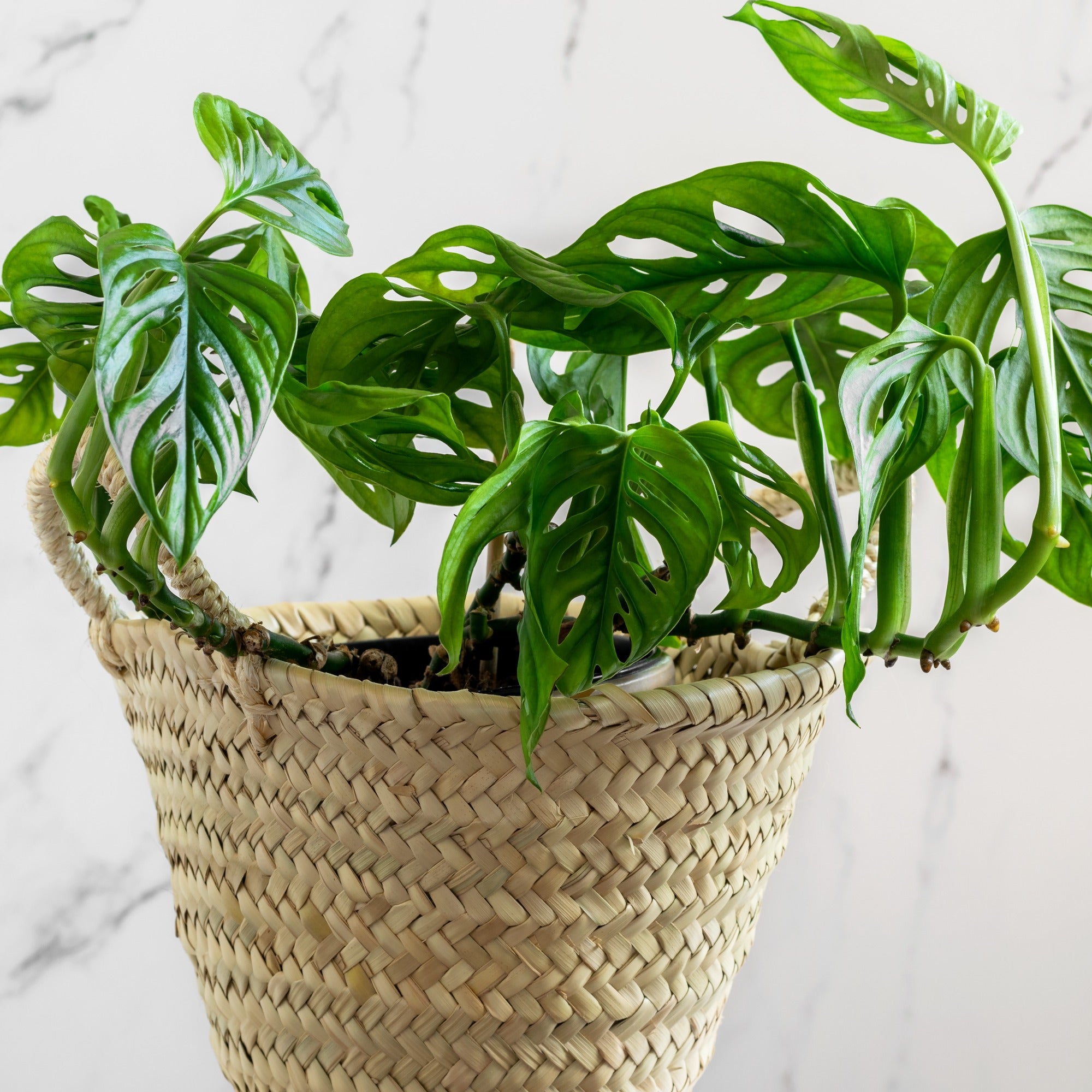 monstera monkey mask gelbe blätter Philodendron Monstera Monkey Mask - Monstera deliciosa monkey mask