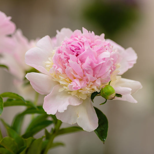 Pfingstrose Raspberry Sundae - Paeonia raspberry sundae - Gartenpflanzen