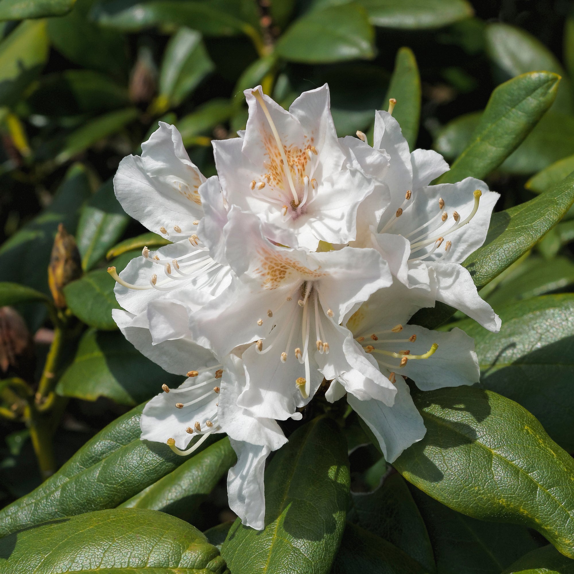 rhododendron catawbiense cunningham's white Alpenrose Cunningham's White - Rhododendron cunningham's white