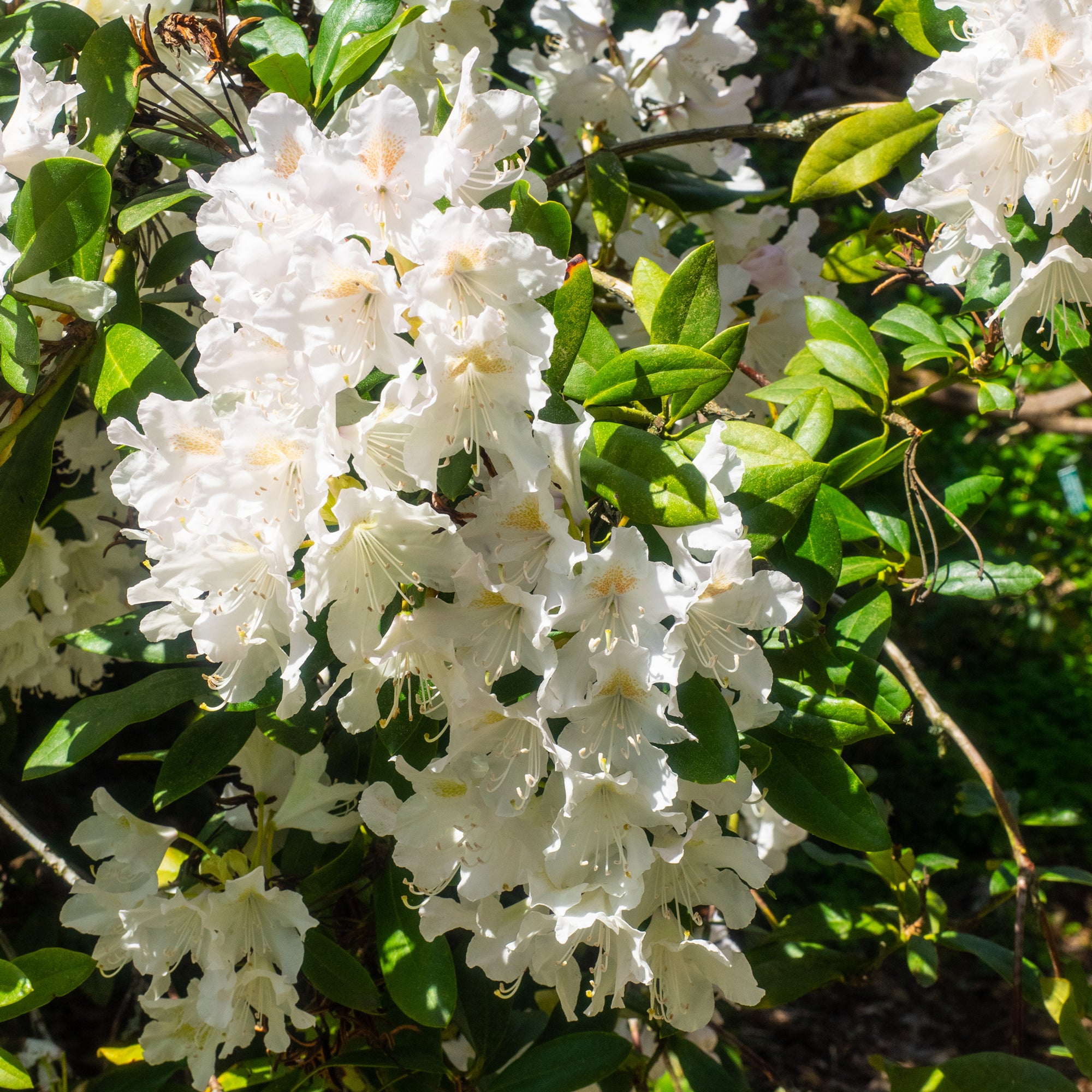 Alpenrose Cunningham's White - Rhododendron cunningham's white