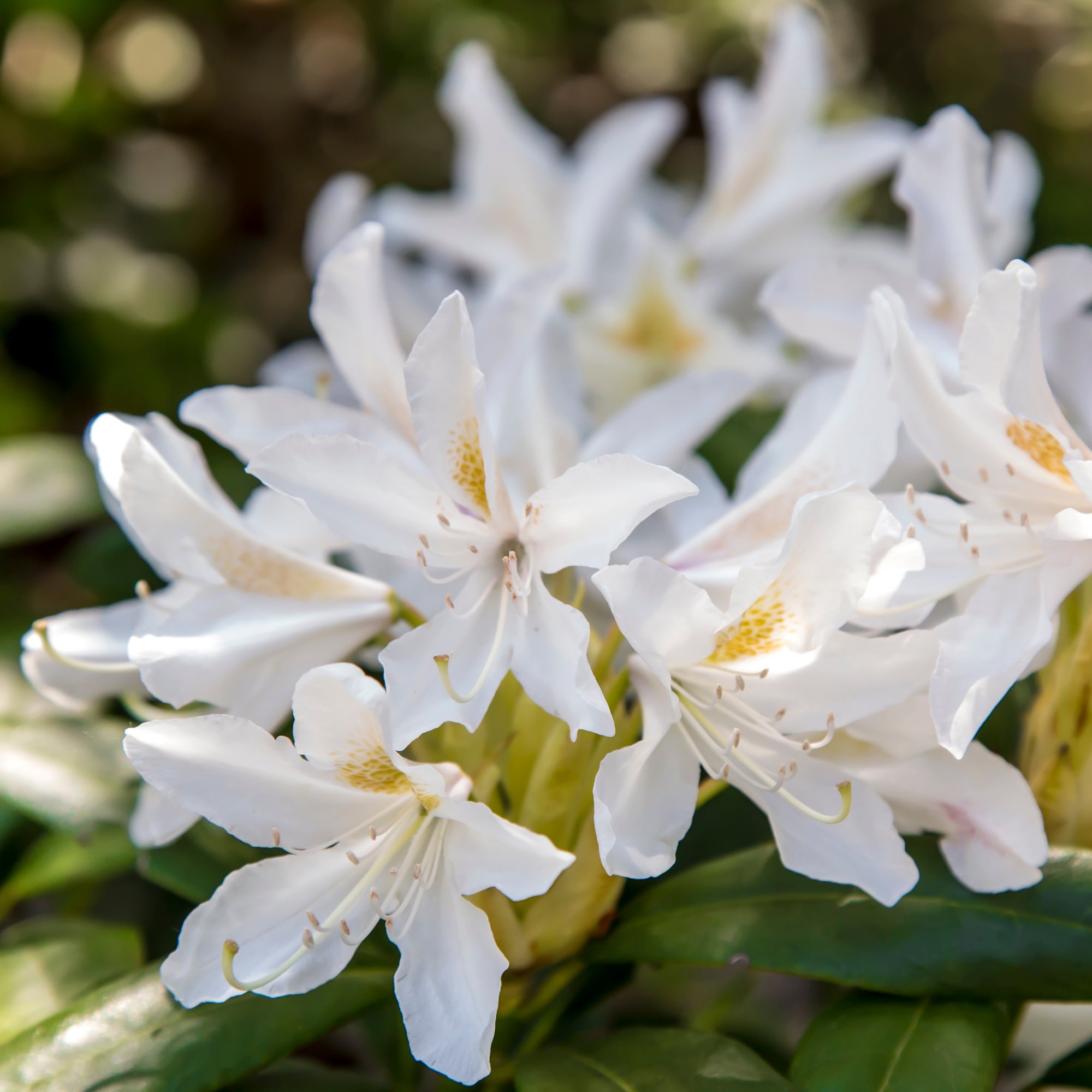 Alpenrose Cunningham's White - Rhododendron cunningham's white