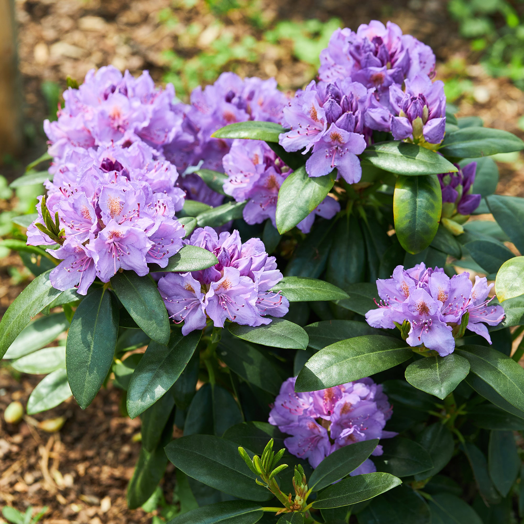 Rhododendron catawbiense 'Grandiflorum' - Rhododendron catawbiense  grandiflorum
