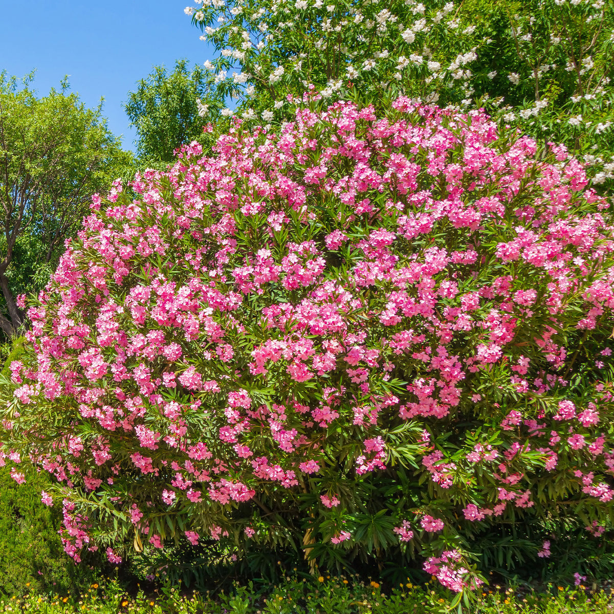Nerium oleander - Oleander - Oleander