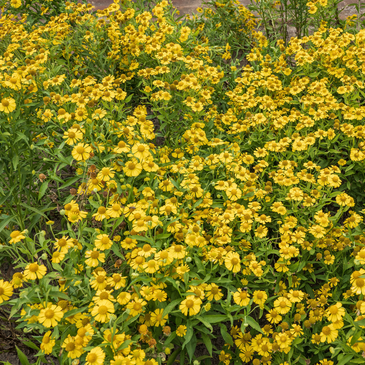 Helenium, Monarda, Phlox paniculata, Rudbeckia Goldstrum, Gypsophila paniculata, Liatris spicata, Solidago, Astilbe - Stauden-Kollektion (x15) - Stauden