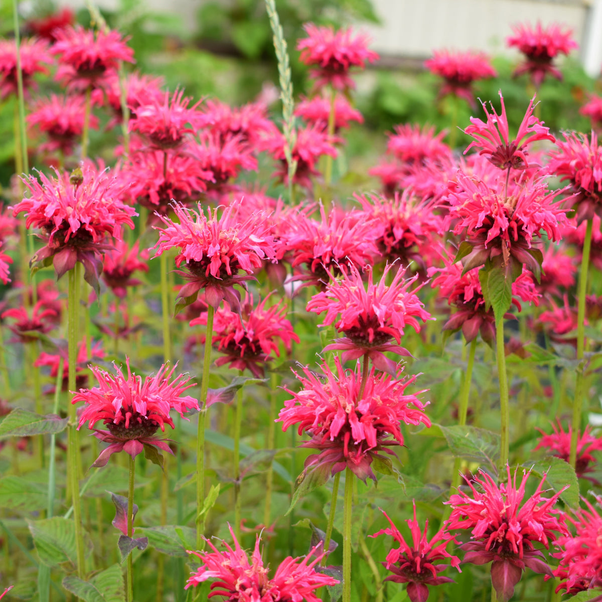 Verkauf Stauden-Kollektion (x15) - Helenium, Monarda, Phlox paniculata, Rudbeckia Goldstrum, Gypsophila paniculata, Liatris spicata, Solidago, Astilbe