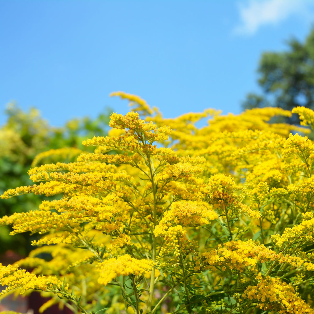 Verkauf Helenium, Monarda, Phlox paniculata, Rudbeckia Goldstrum, Gypsophila paniculata, Liatris spicata, Solidago, Astilbe - Stauden-Kollektion (x15)