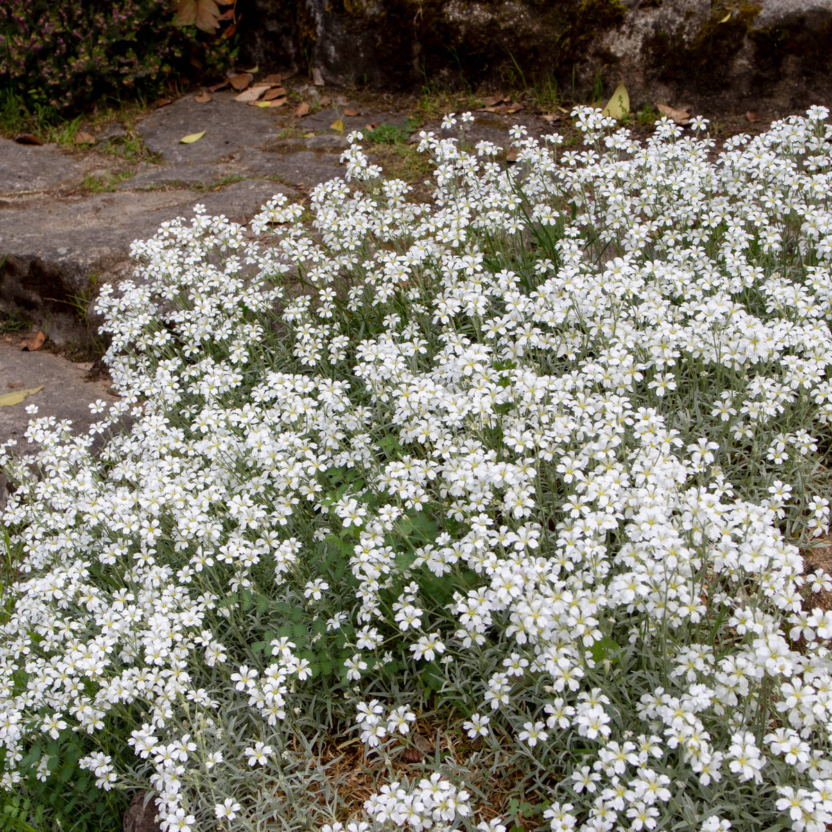 Filziges Hornkraut (x3) - Cerastium tomentosum - Bakker