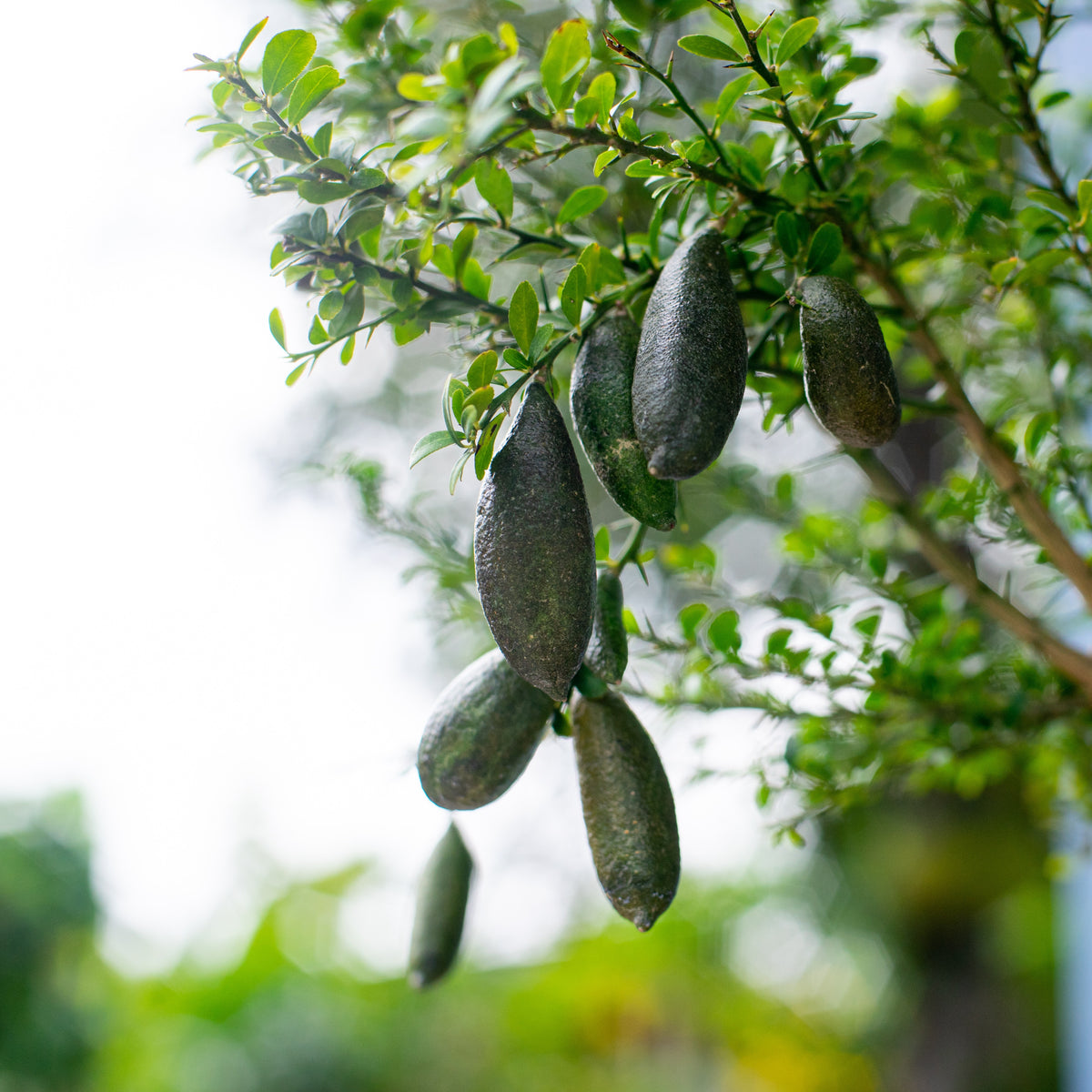 Zitronenbäume - Kaviarlimette - Citrus australasica