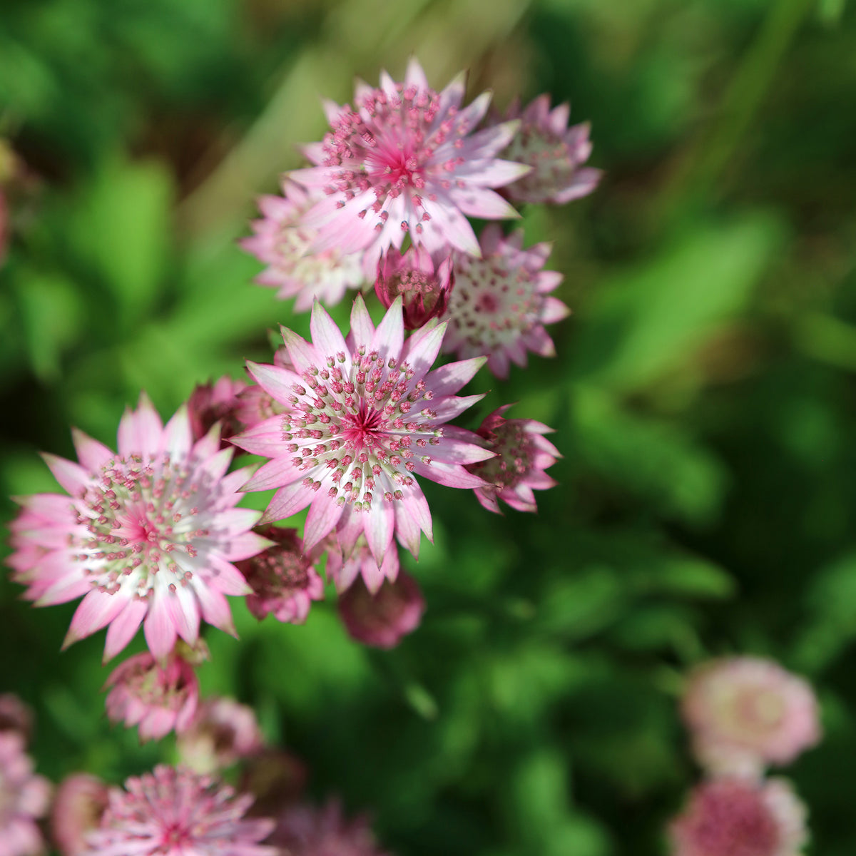 Sterndolde Rosea (x3) - Bakker